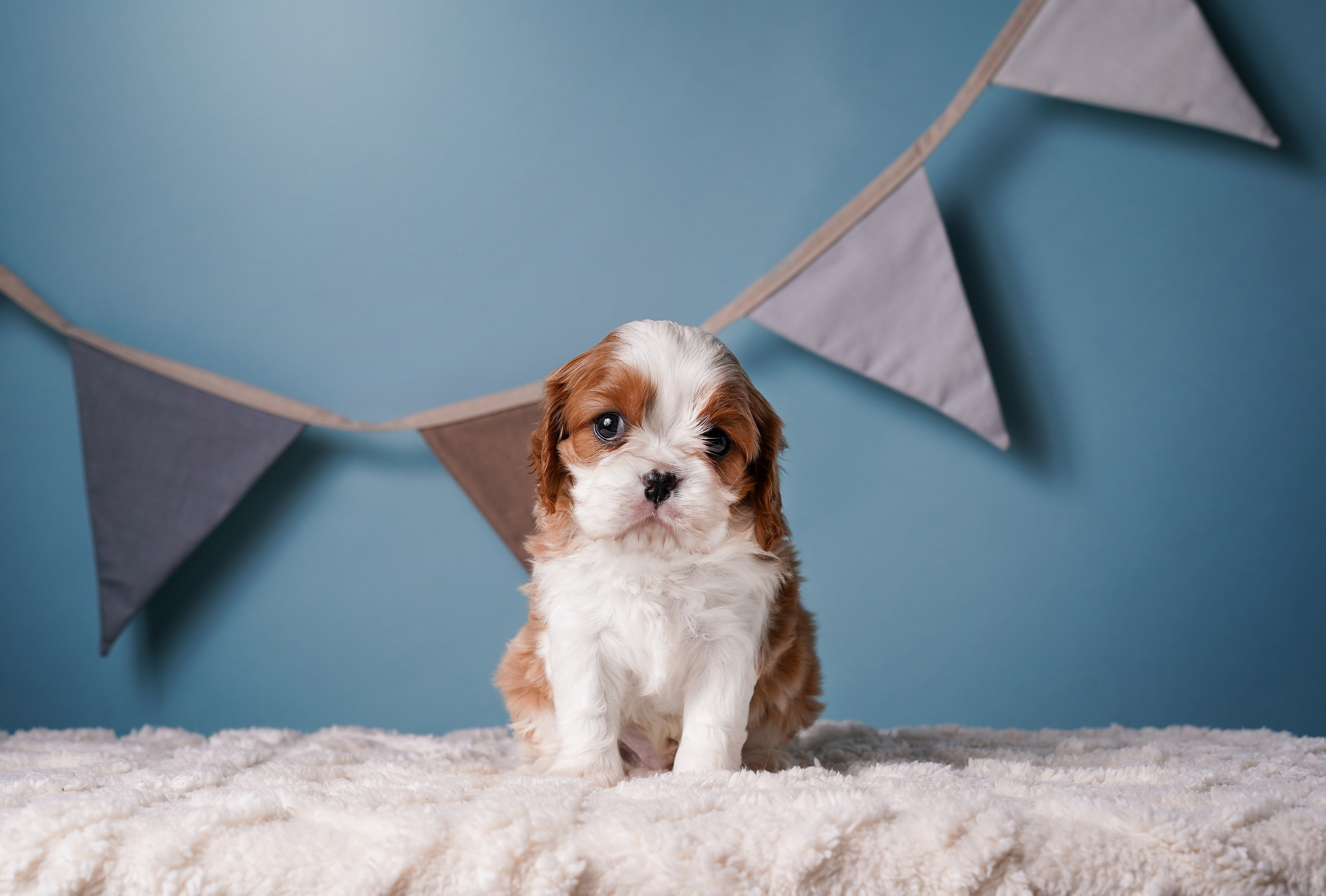 Щенки кавалера. Фотограф-анималист в Санкт-Петербурге Яна Мартынова