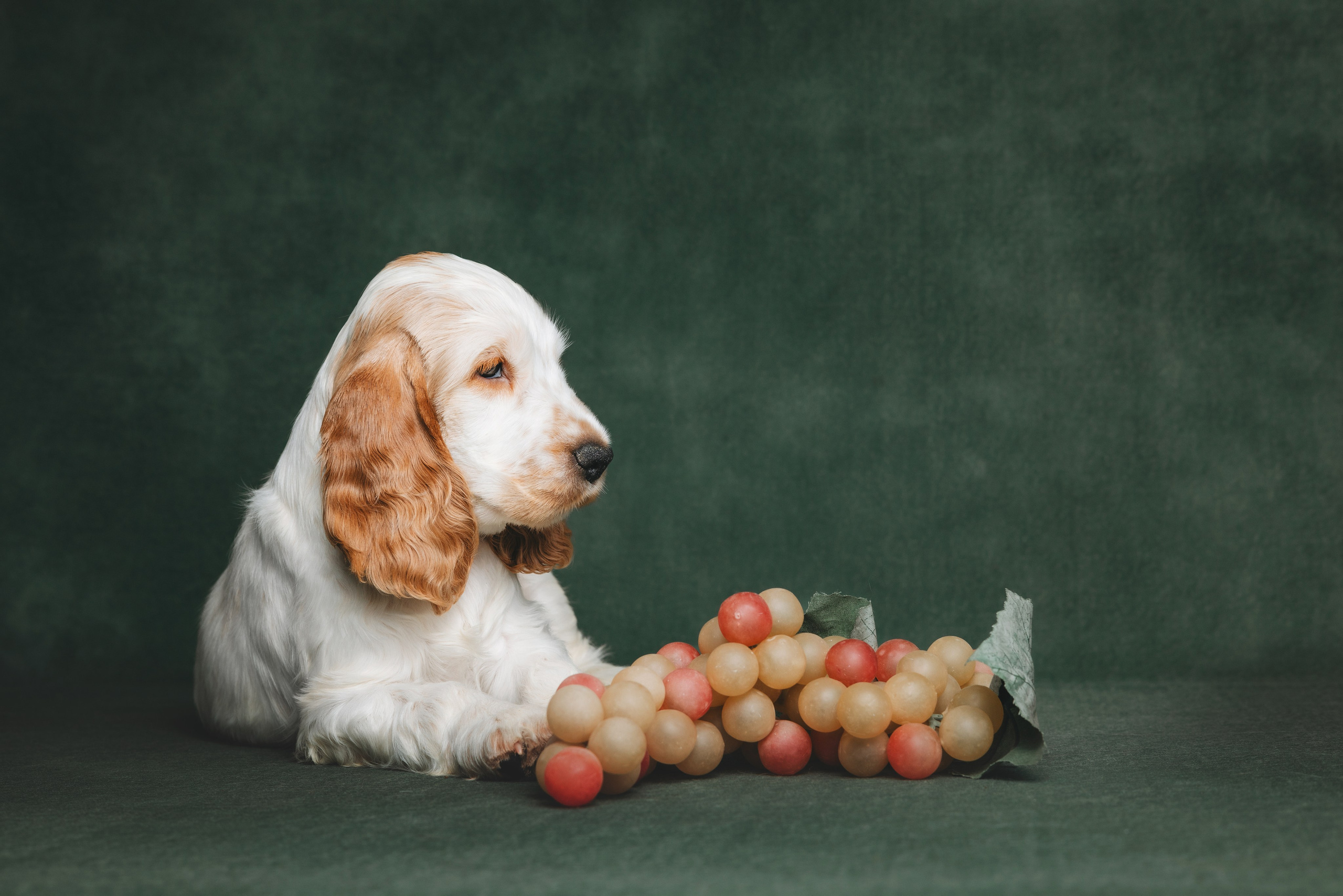 Английские коккер-спаниели. Фотограф анималист Осипчикова Мария