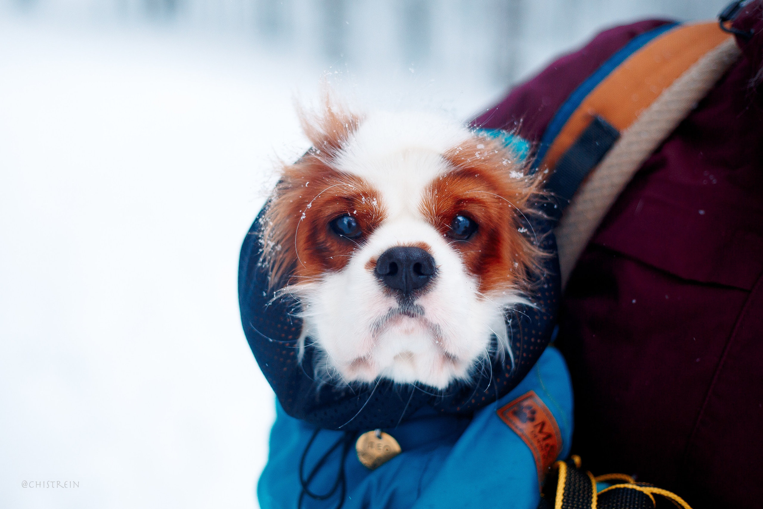 Внезапно апрельская зима. Фотограф-анималист Наталия Чистюхина в г. Сосновый Бор и ЛО