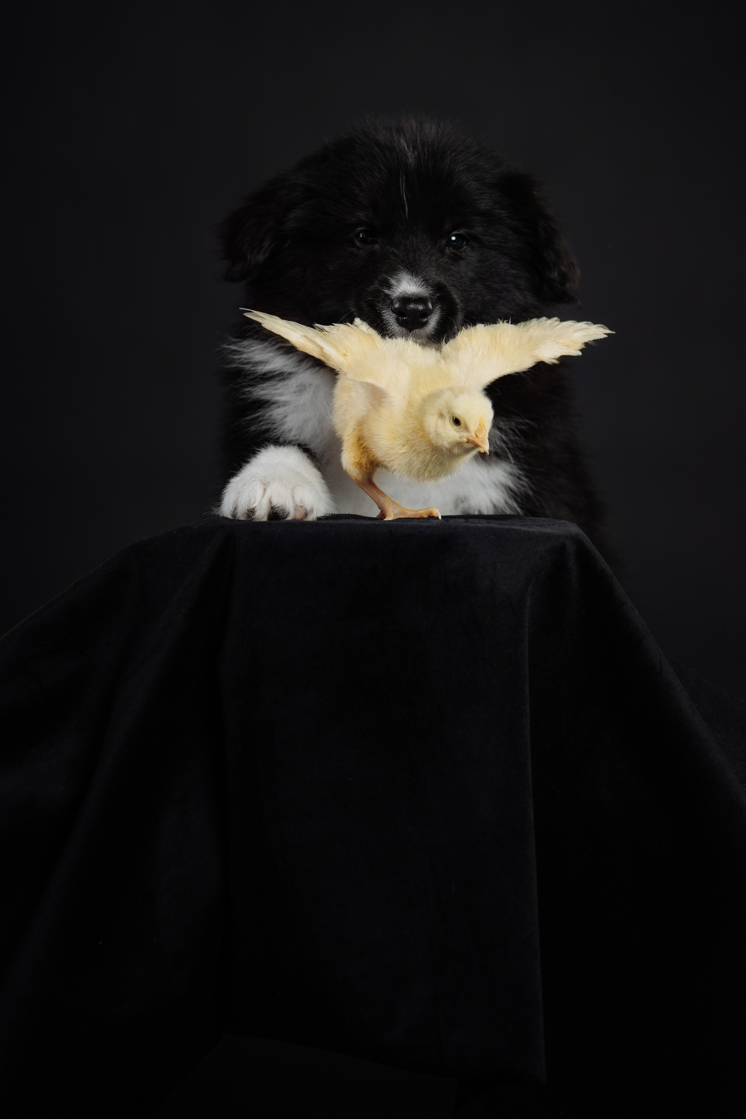 BABY TIME. Фотограф-анималист Саша Вязьмина