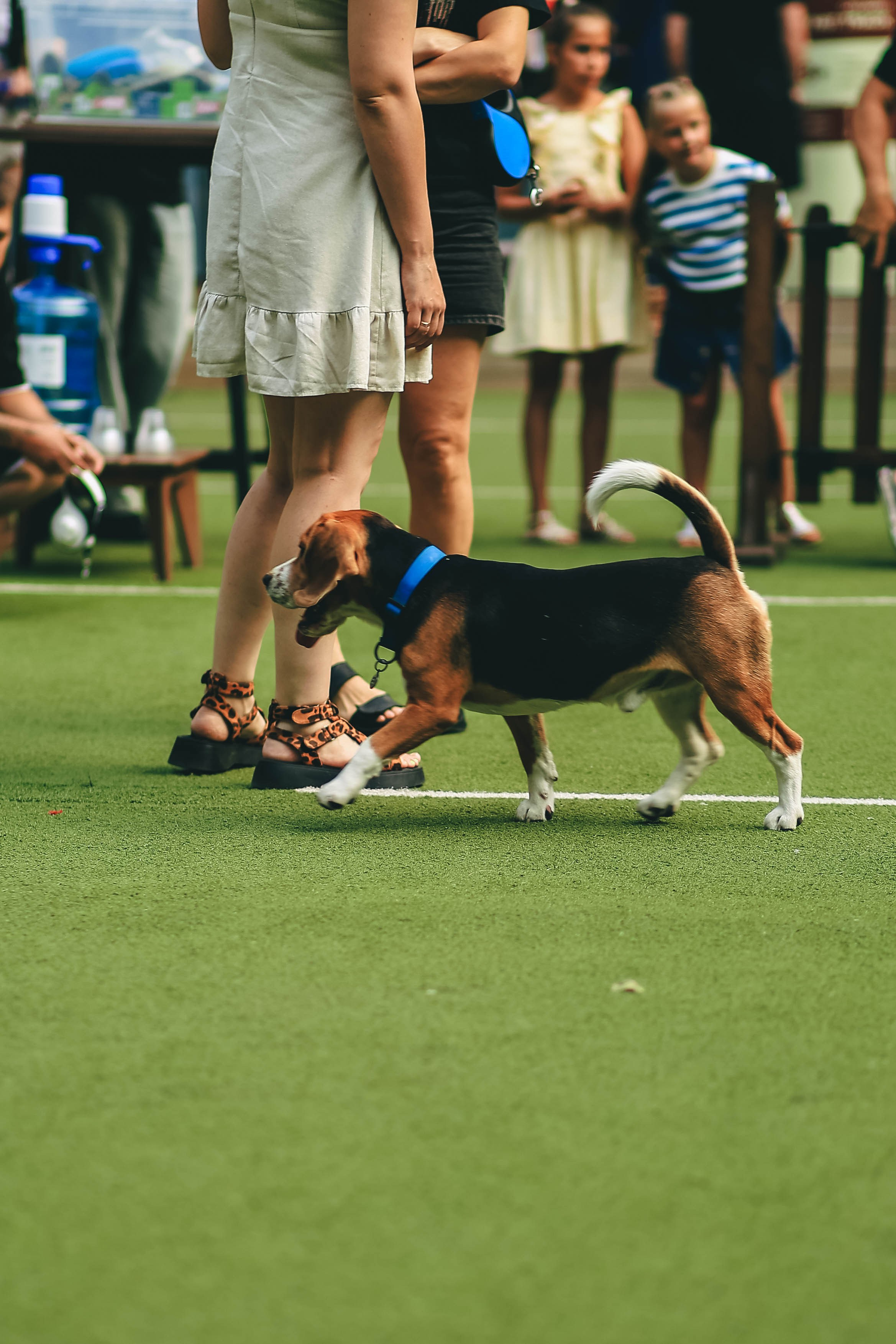 Pet-Party + Live-music |Парк Культуры. Фотограф в Ставрополе Алина Клочкова