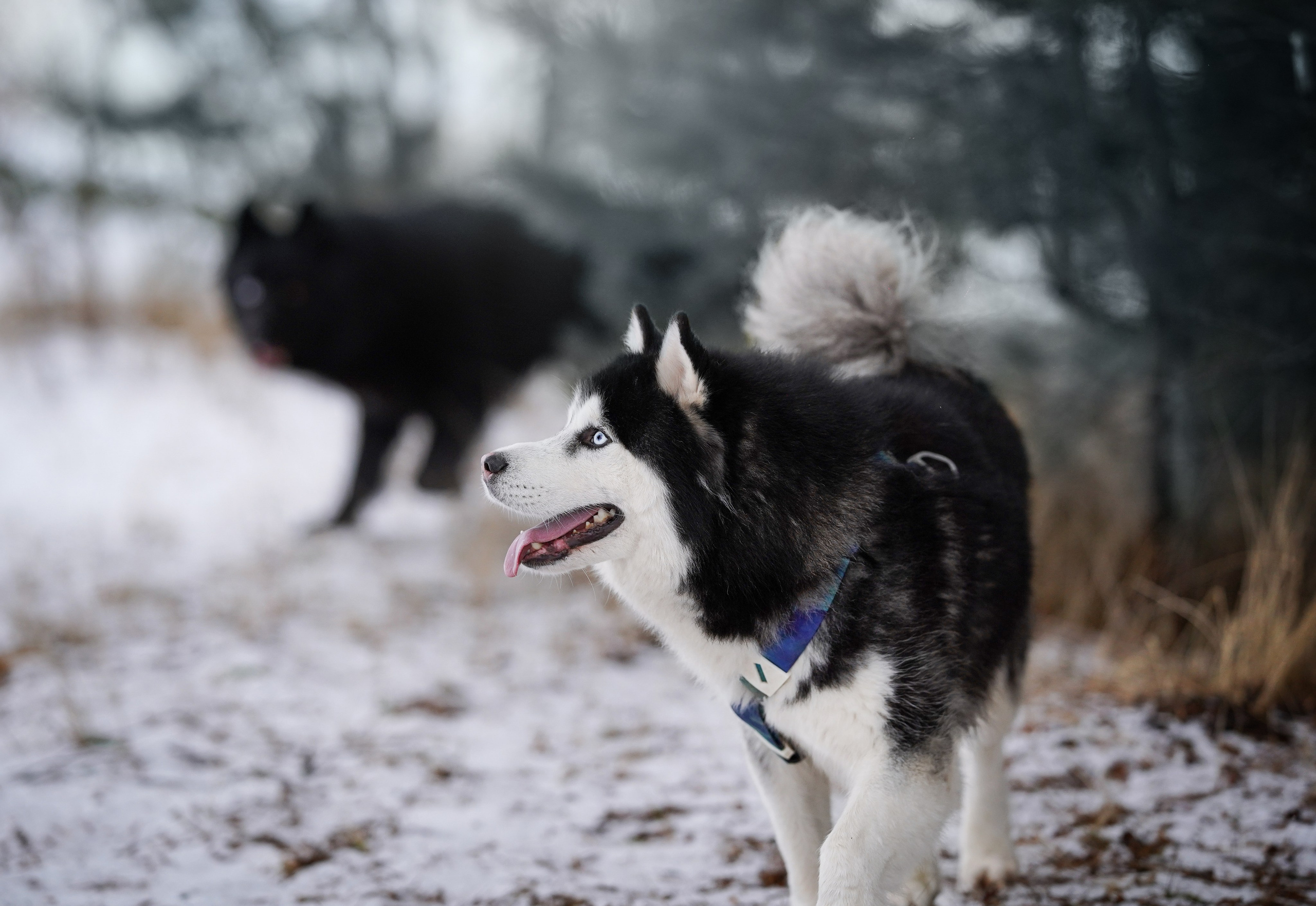 Лора Джанго и Хэппи. Фотограф-анималист в Санкт-Петербурге Яна Мартынова