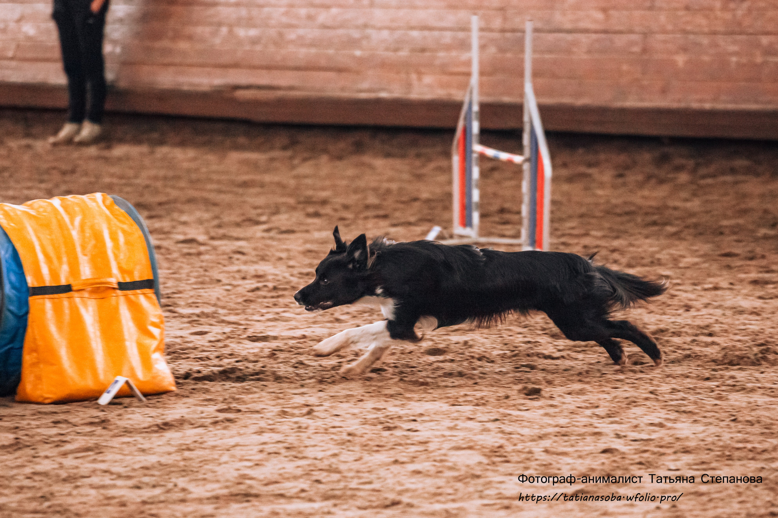 Соревнования по Аджилити 25.02.2024. Фотограф-анималист Татьяна Степанова
