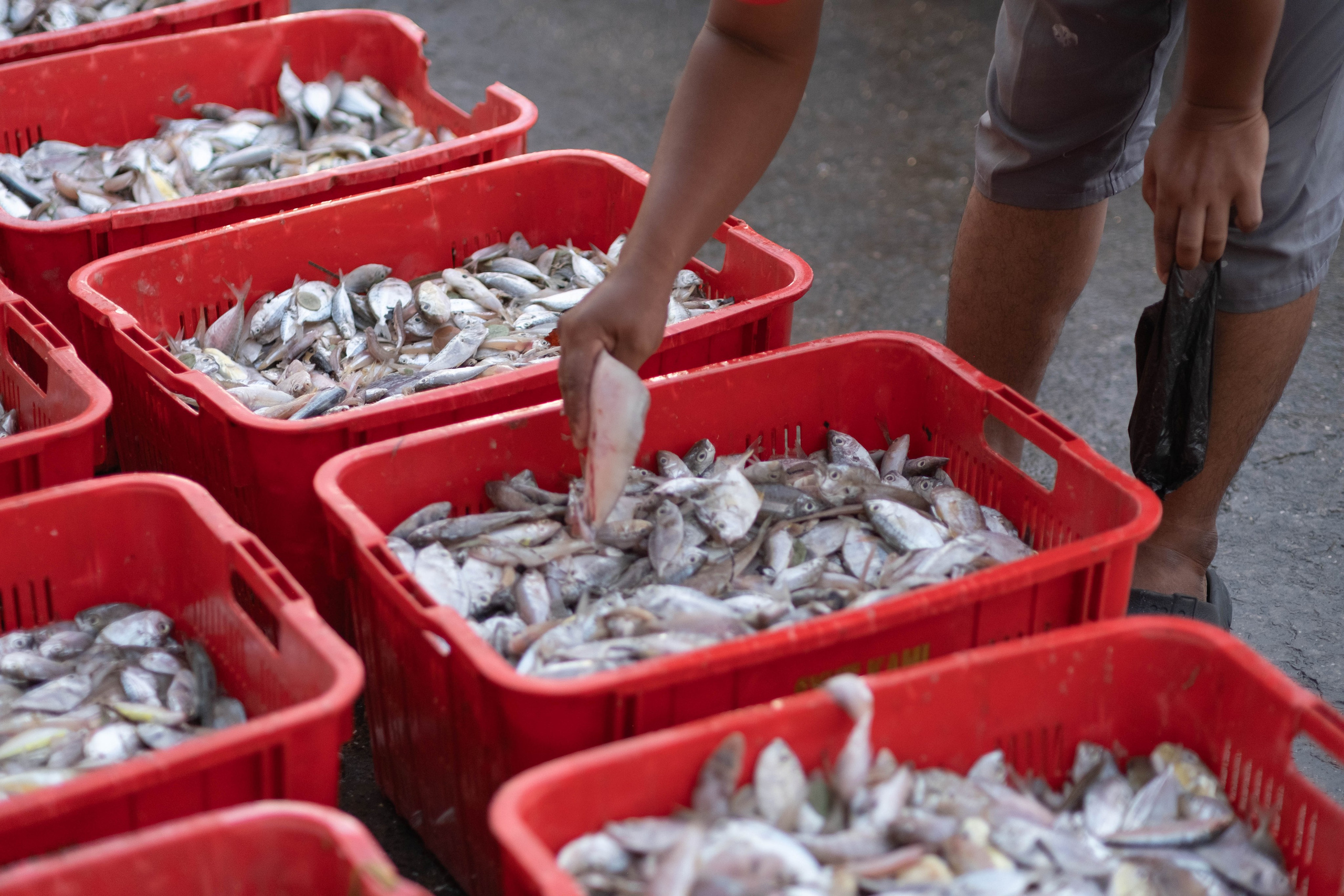 О. Борнео, г. Сандакан. Порт и рынок. Фотографии из путешествий