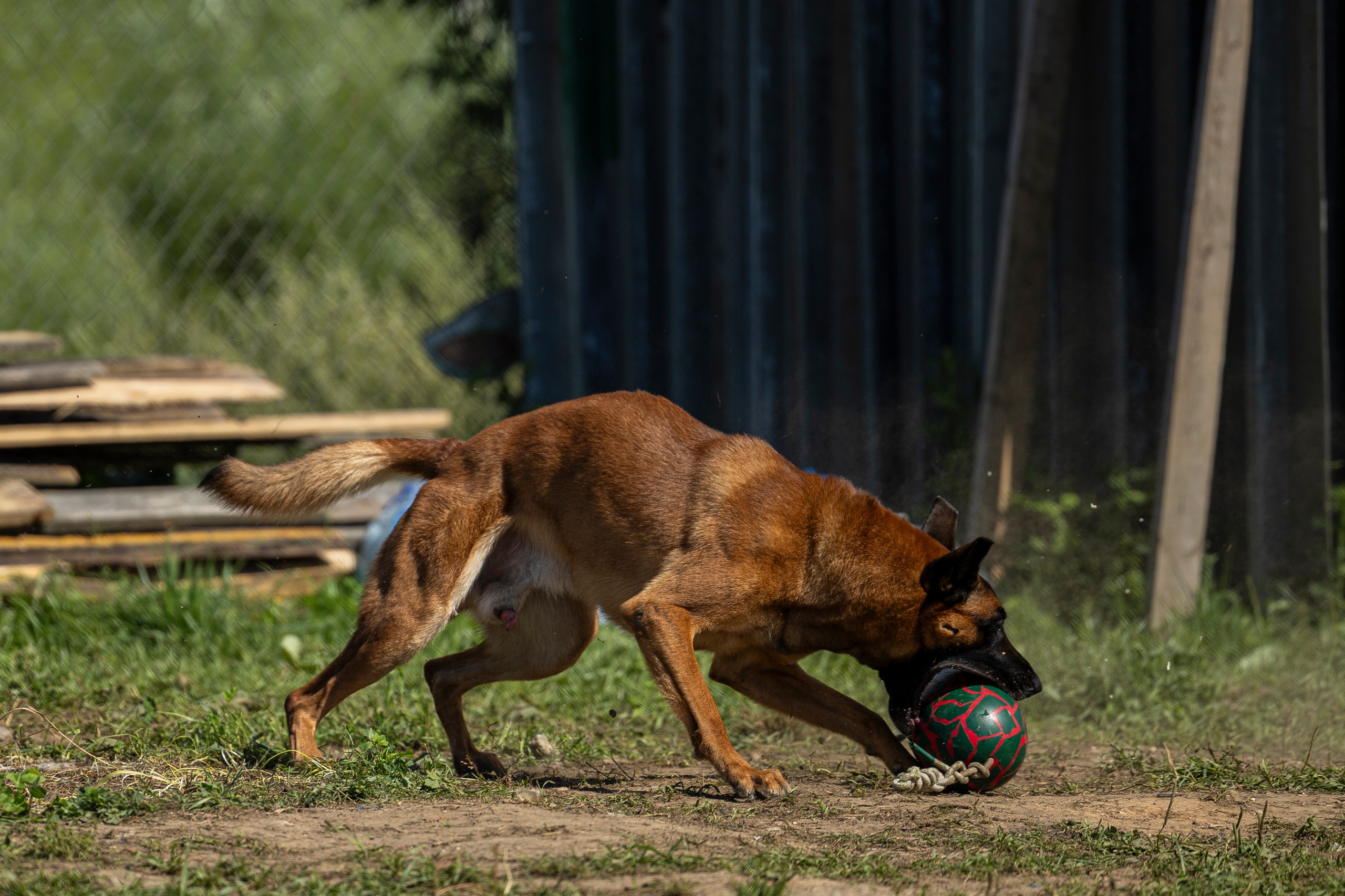 Соревнования по Мондьорингу г. Вологда 10-11.08.2024. Фотограф-анималист Анна Маринич