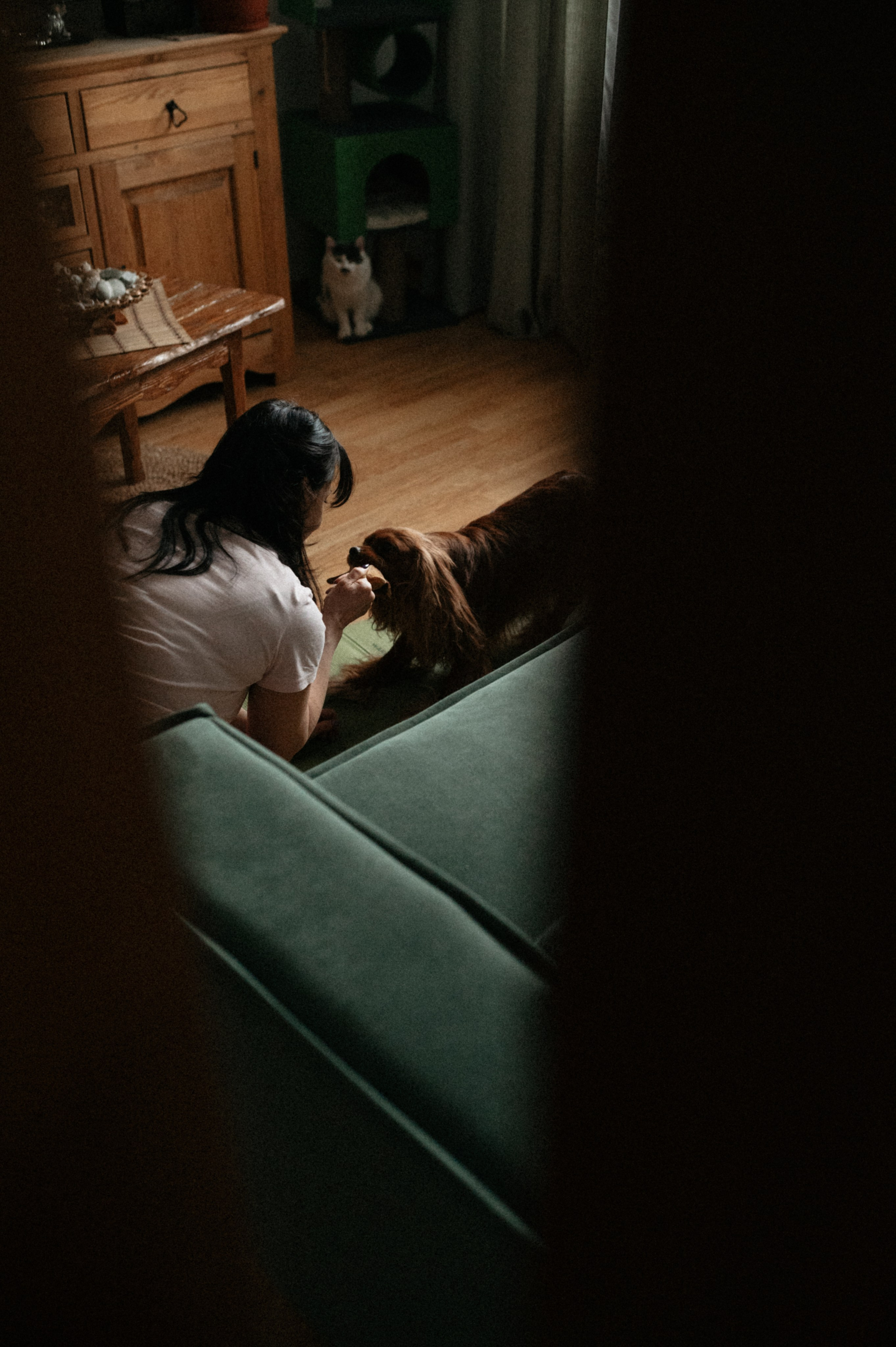 Оля и её меховая банда. Фотограф анималист в Москве Ольга Агушева