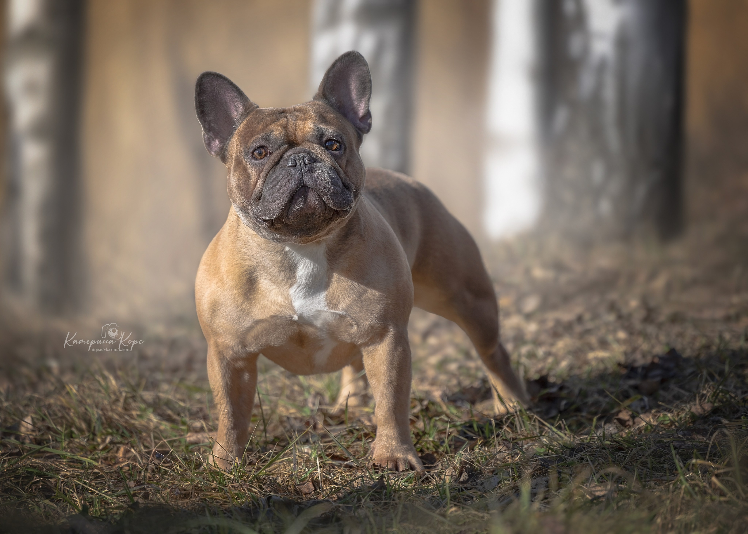 Французский бульдог Тайсон. Главная