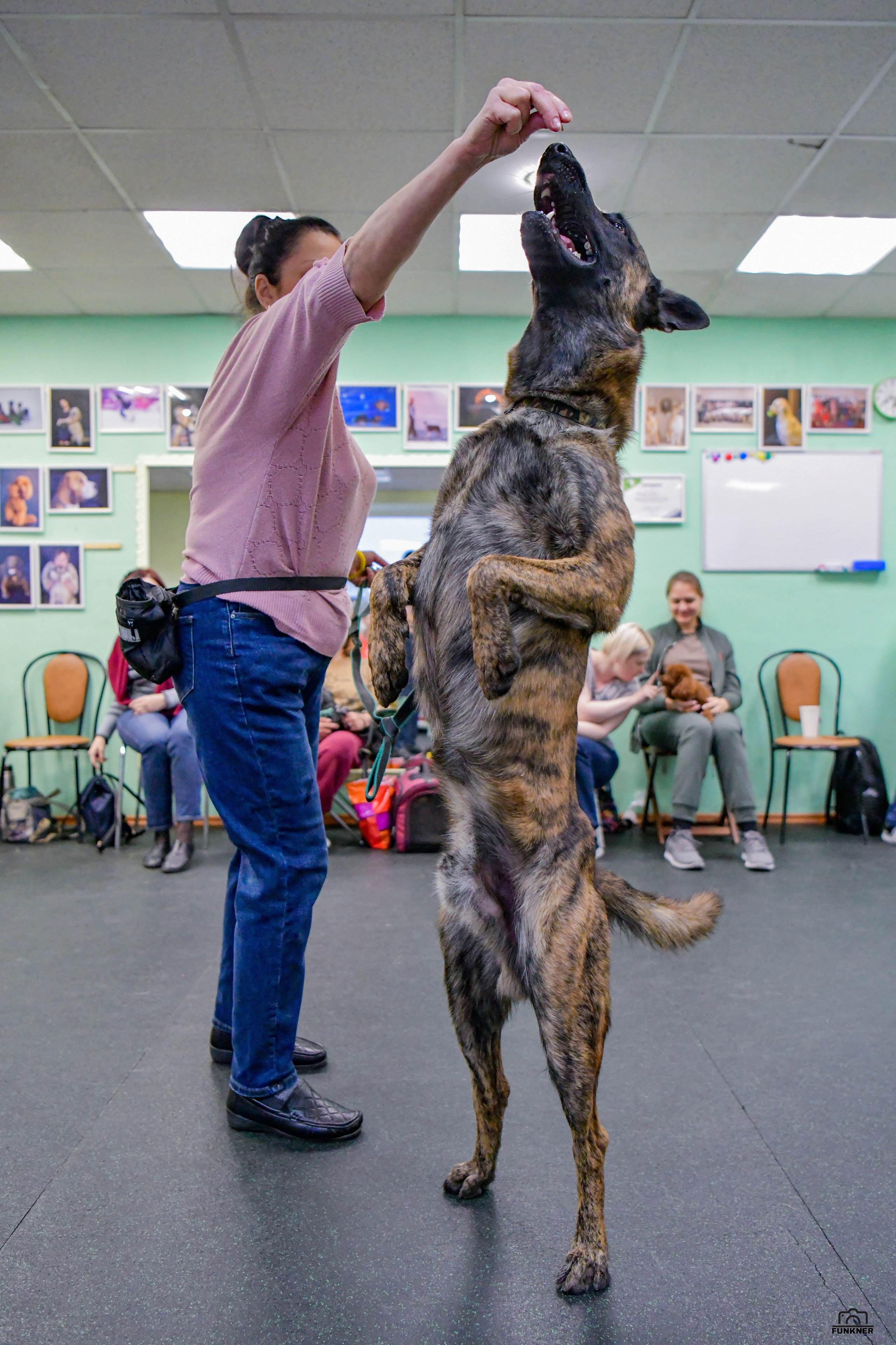 Кинологический клуб «Бодрый хвост». Свой взгляд через объектив