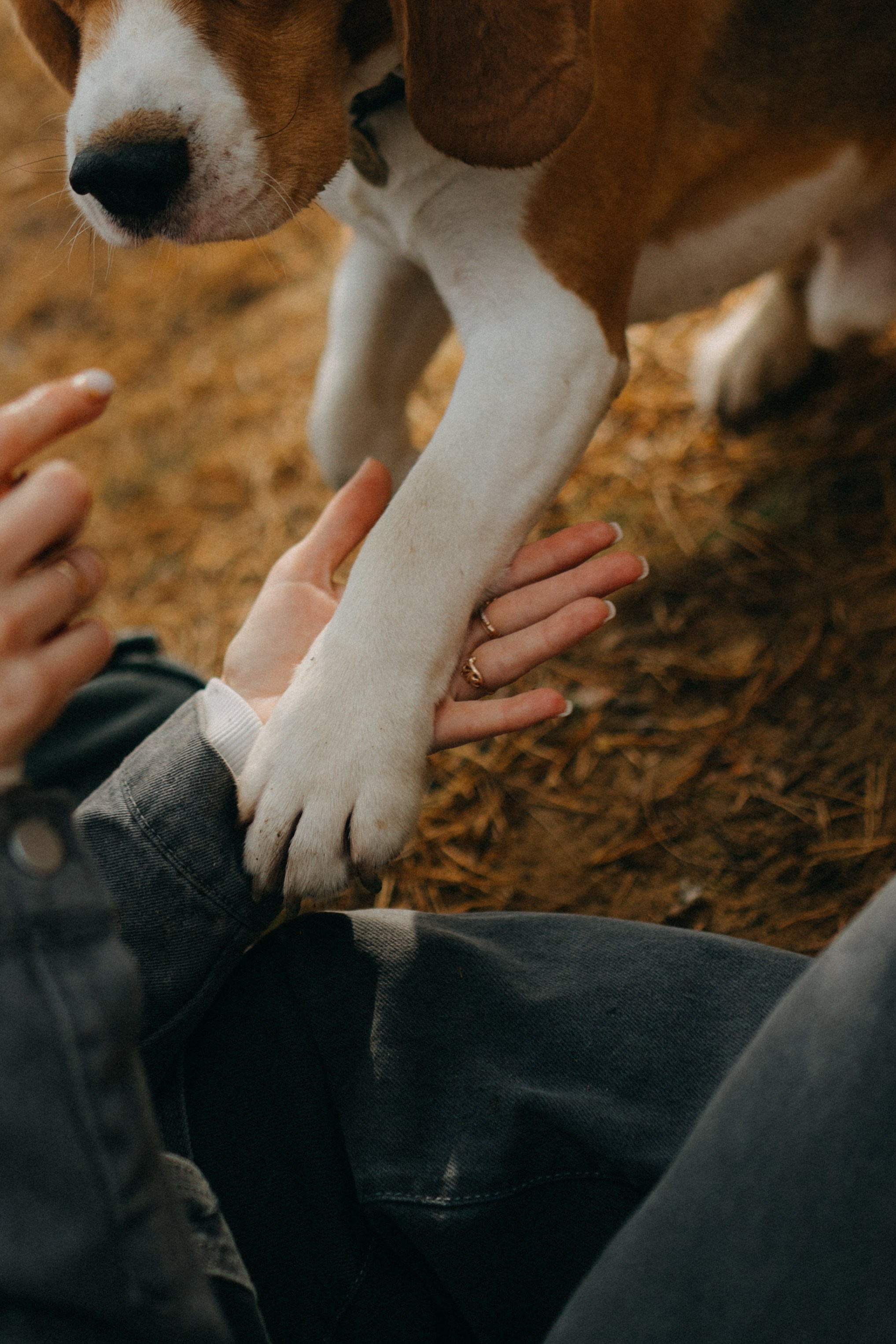 Ксюша & Федя. Прогулка с Лайдом. Фотограф НОГИНСК, Москва, Анастасия Белая