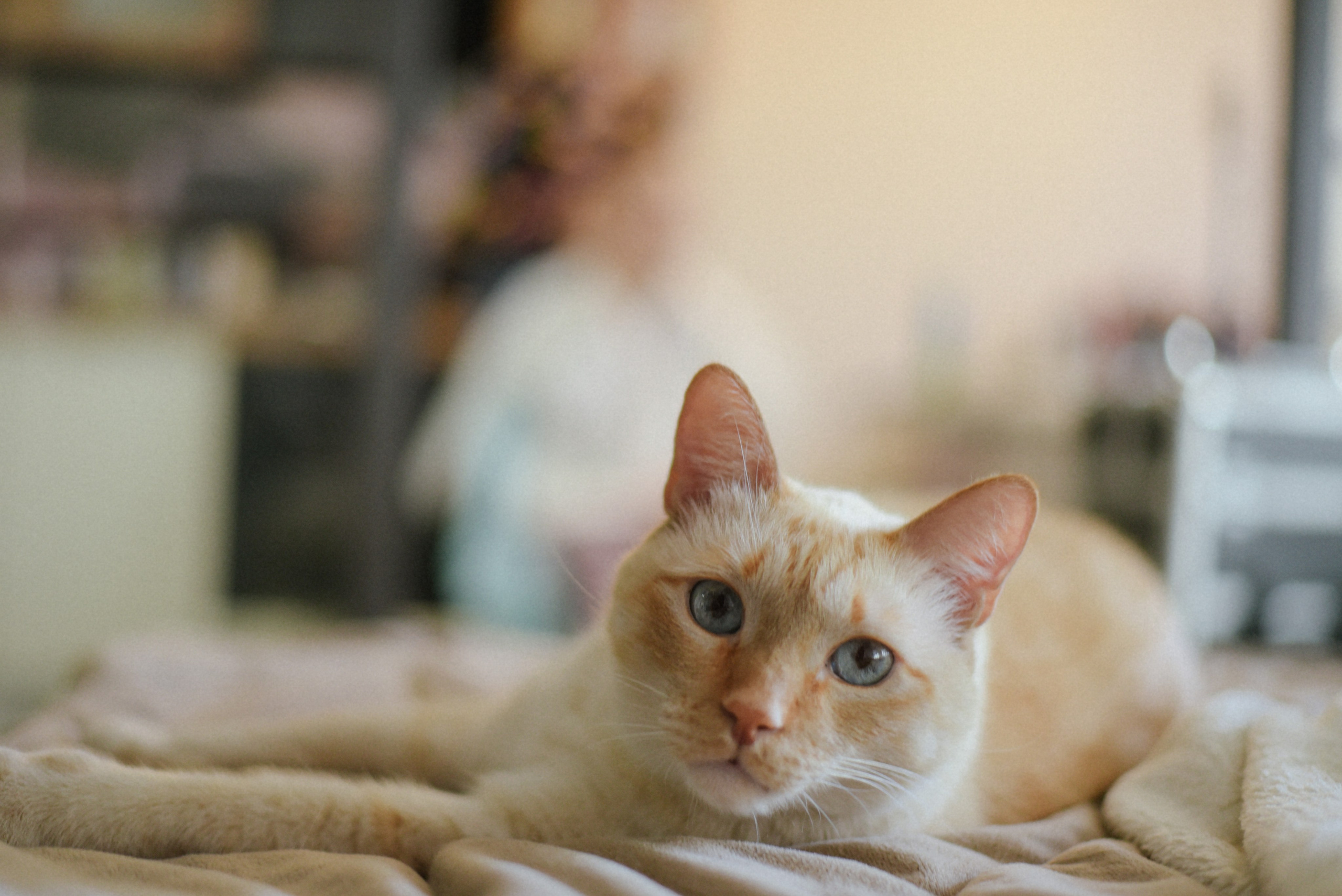 Вячеслав и Кристина. Фотограф Лола Волна, город Москва