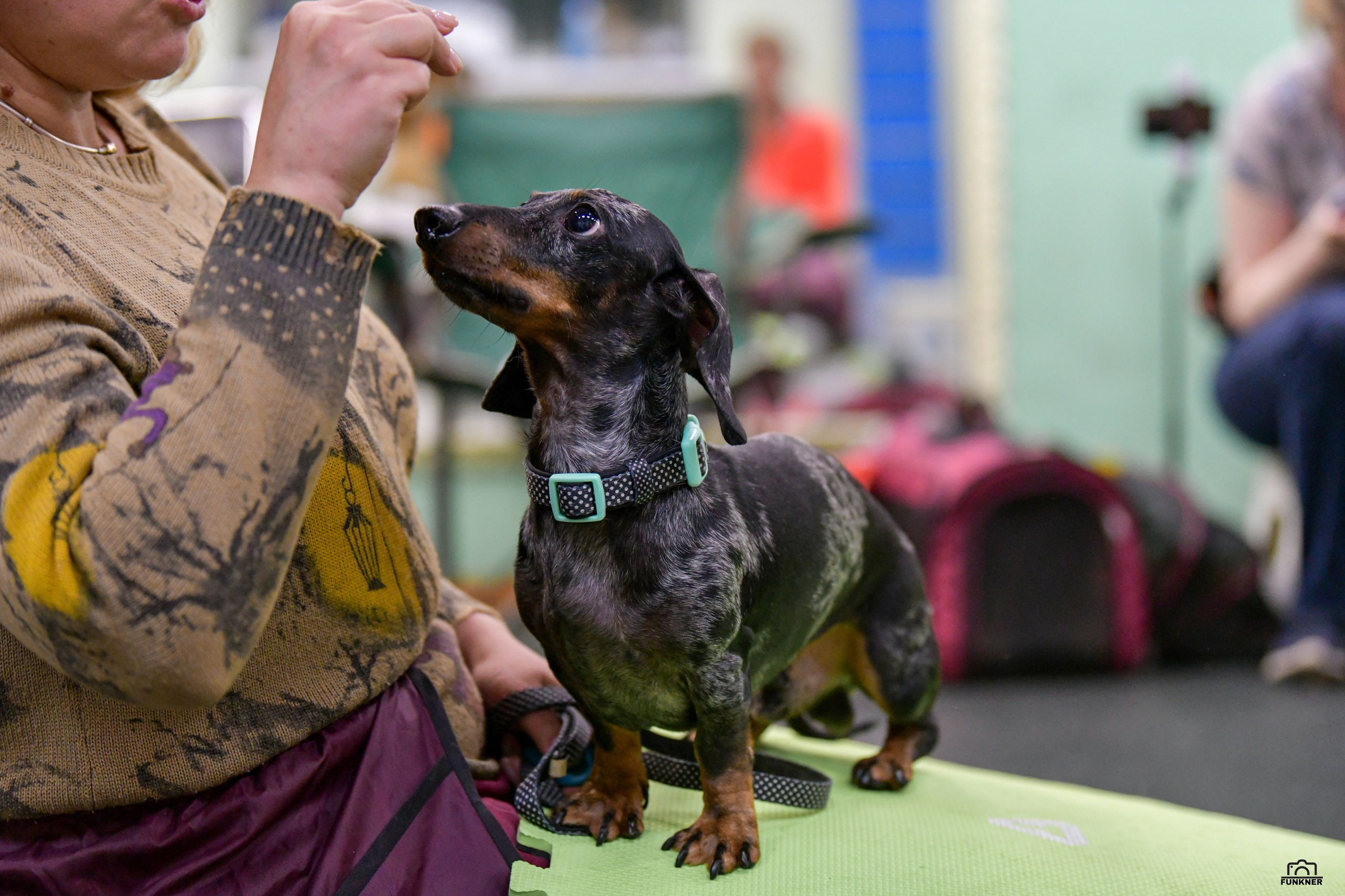 Кинологический клуб «Бодрый хвост». Свой взгляд через объектив