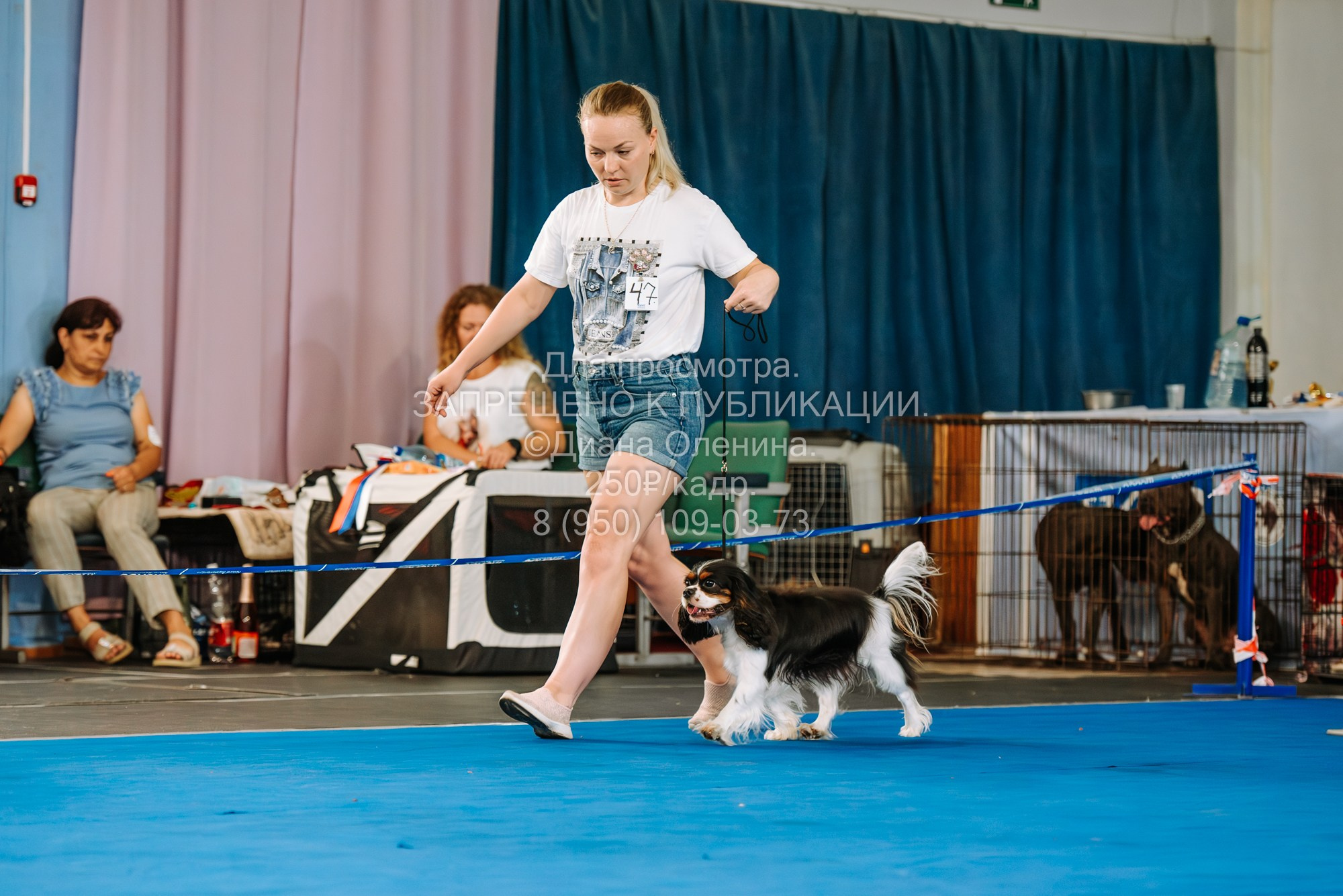 Национальная выставка собак всех пород ранга САС-IKU «Кубок Красноярск. Фотограф Диана Оленина Красноярск / Братск