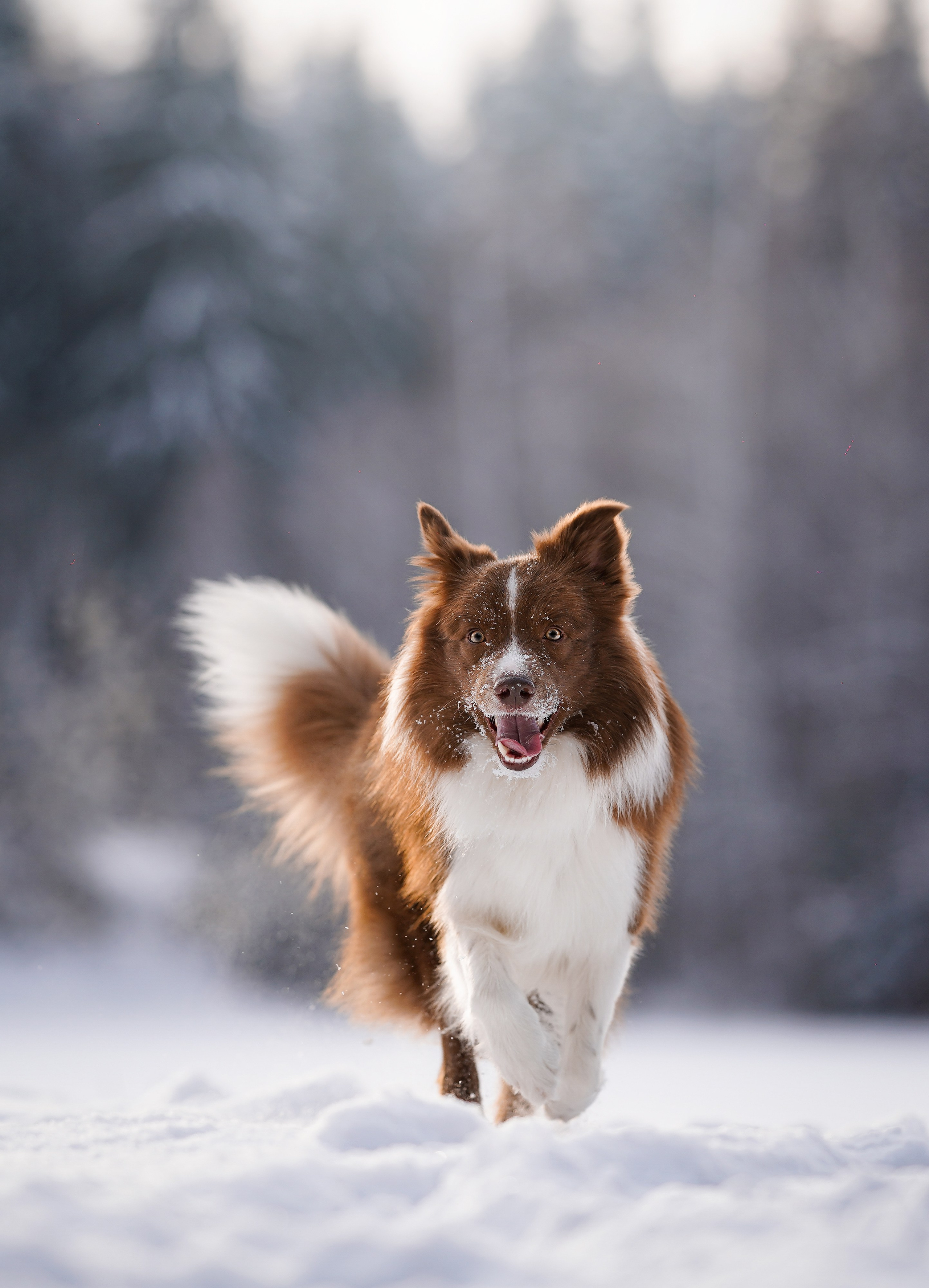 Катя и Ская. Фотограф-анималист в Санкт-Петербурге Яна Мартынова