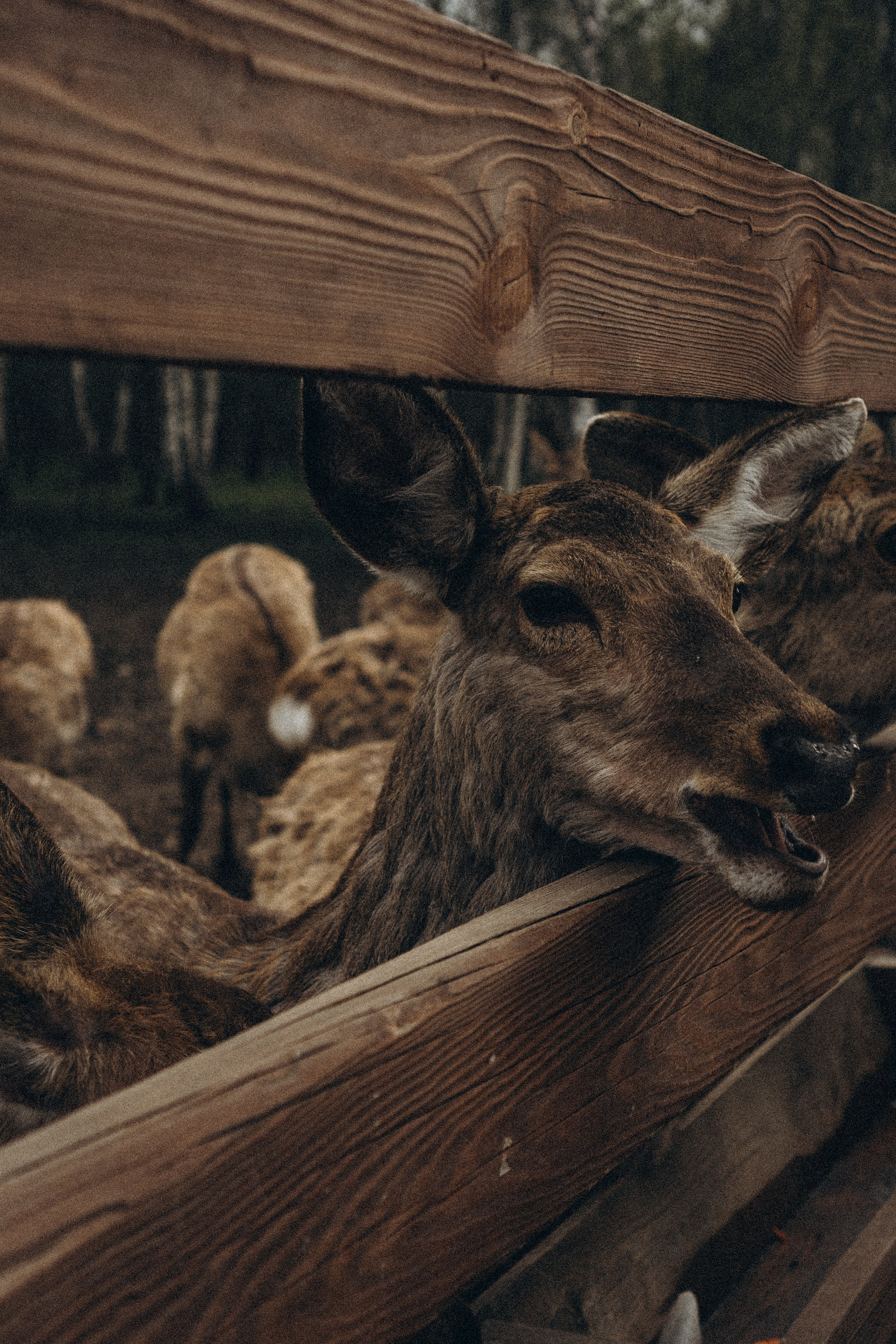 ОЛЕНЬЯ ФЕРМА В ТВЕРИ. Профессиональный фотограф, Санкт-Петербург — Виктория Богомолова