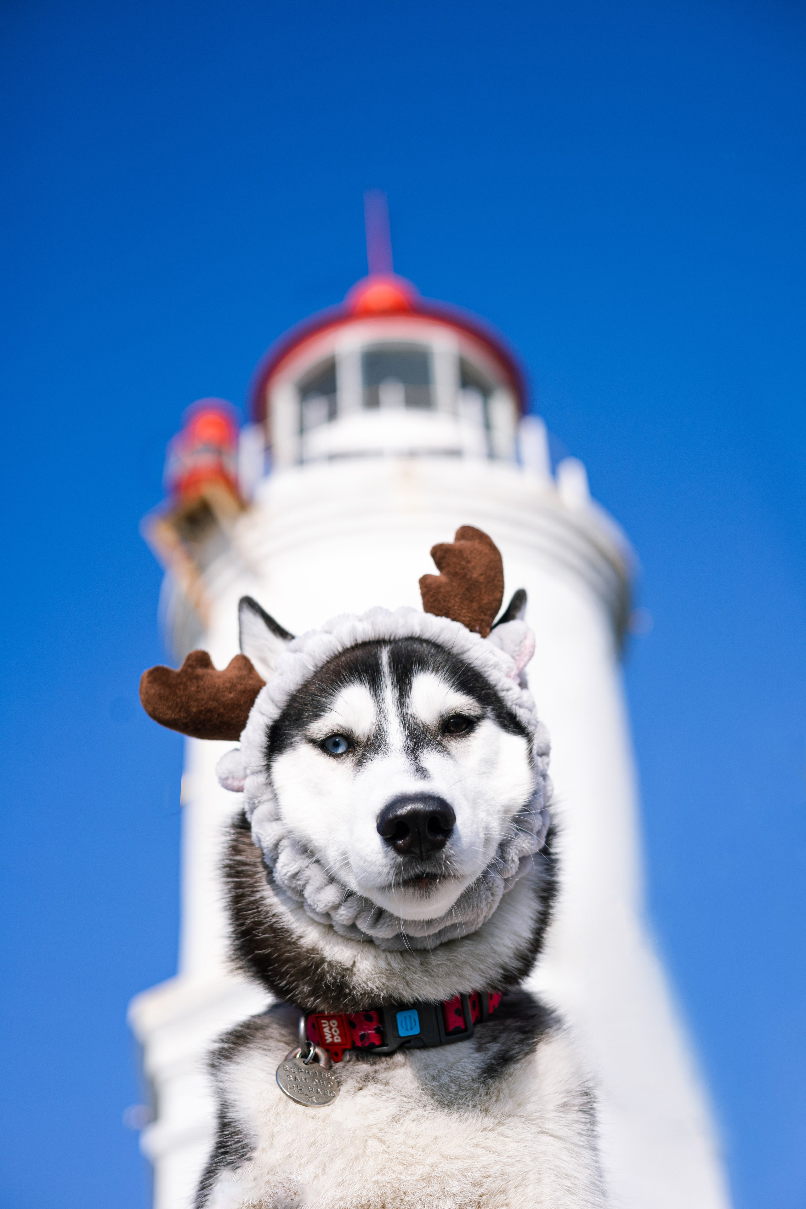 Галина и Хелла. Фотограф — анималист Владивосток, Алина