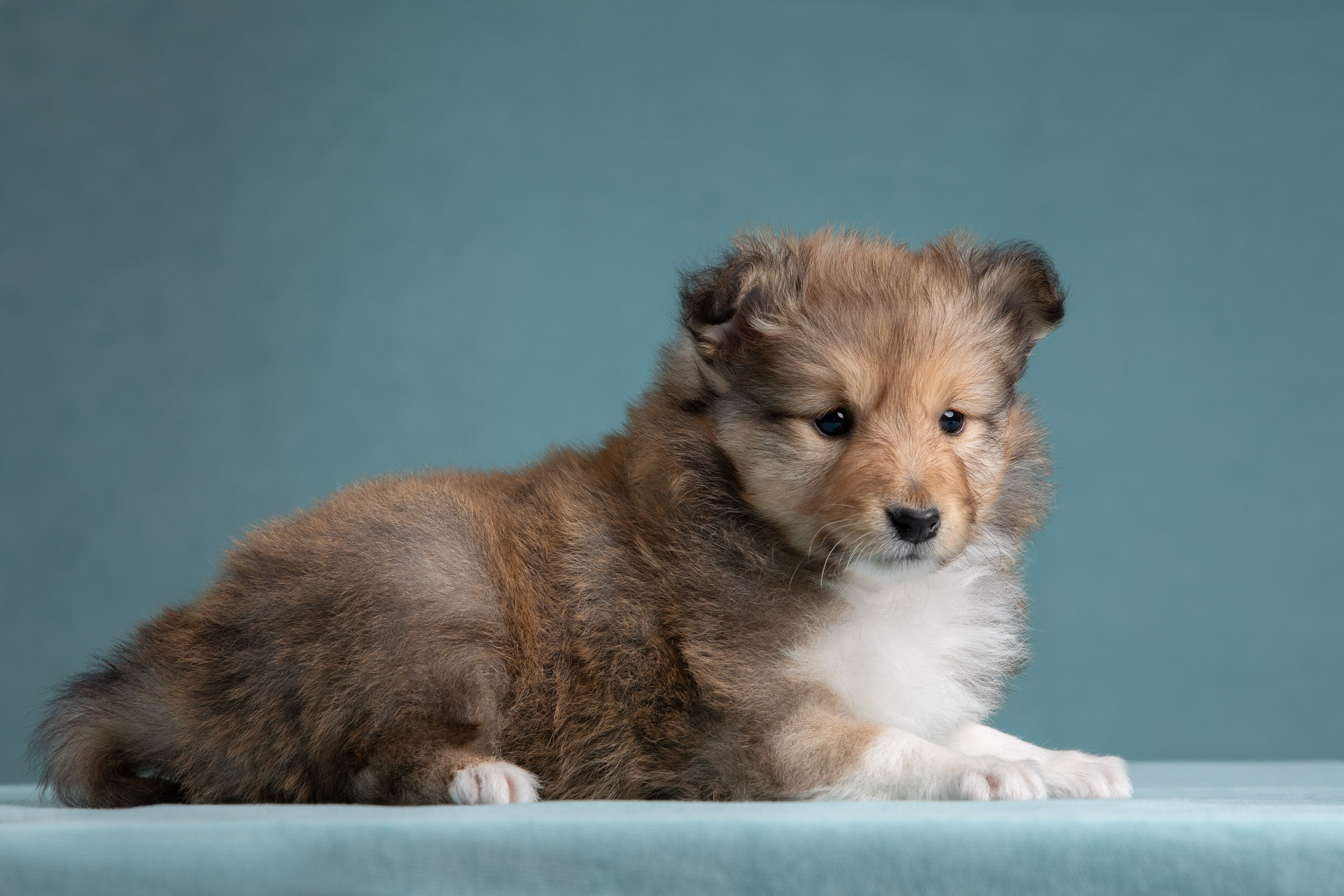 Фото соболиных щенков шелти в возрасте 7 недель на голубом фоне. Фотограф-анималист в Москве и Московской области Татьяна Фролова