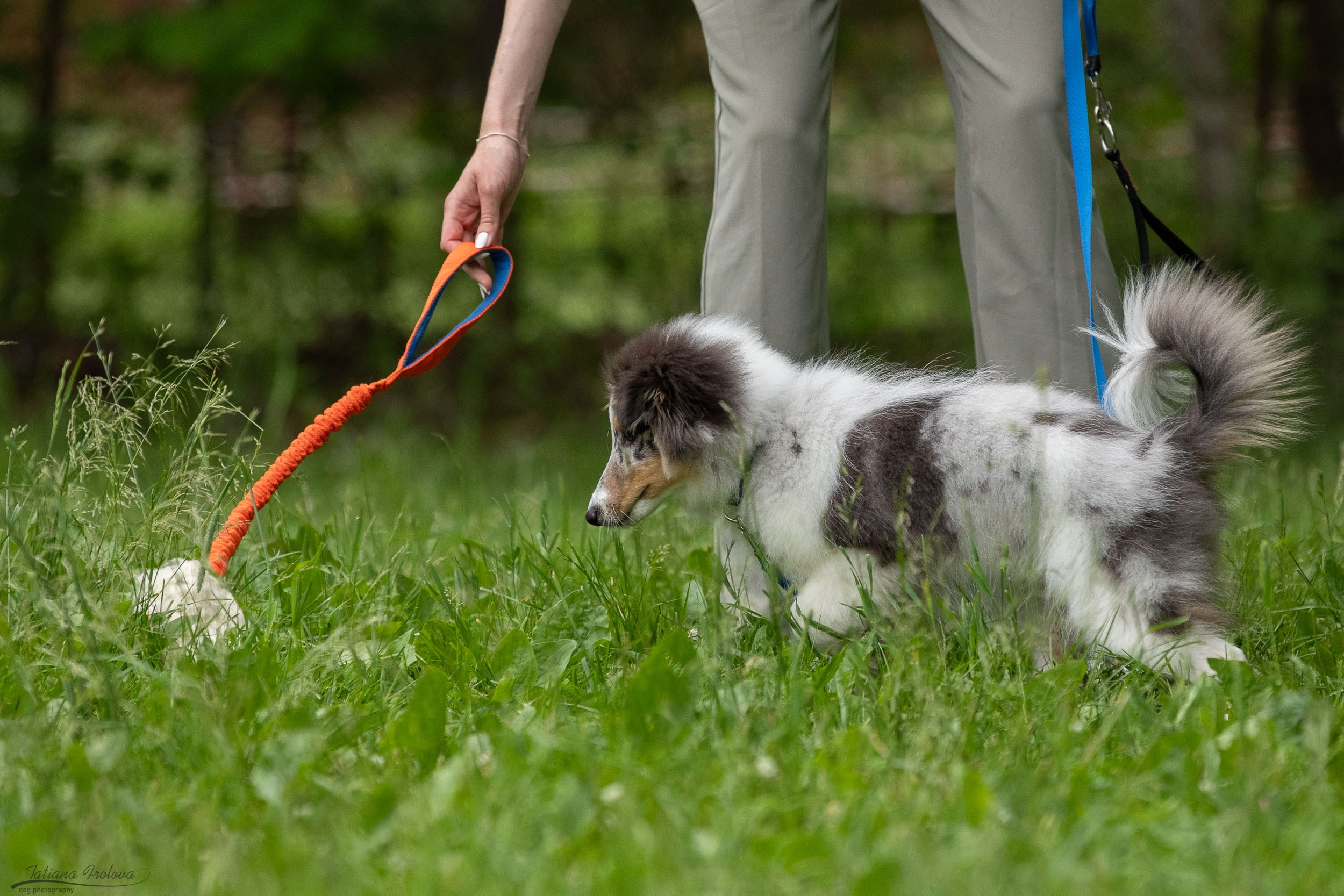 Репортаж с выводки молодняка колли/шелти в Ясенево. Фотограф-анималист в Москве и Московской области Татьяна Фролова