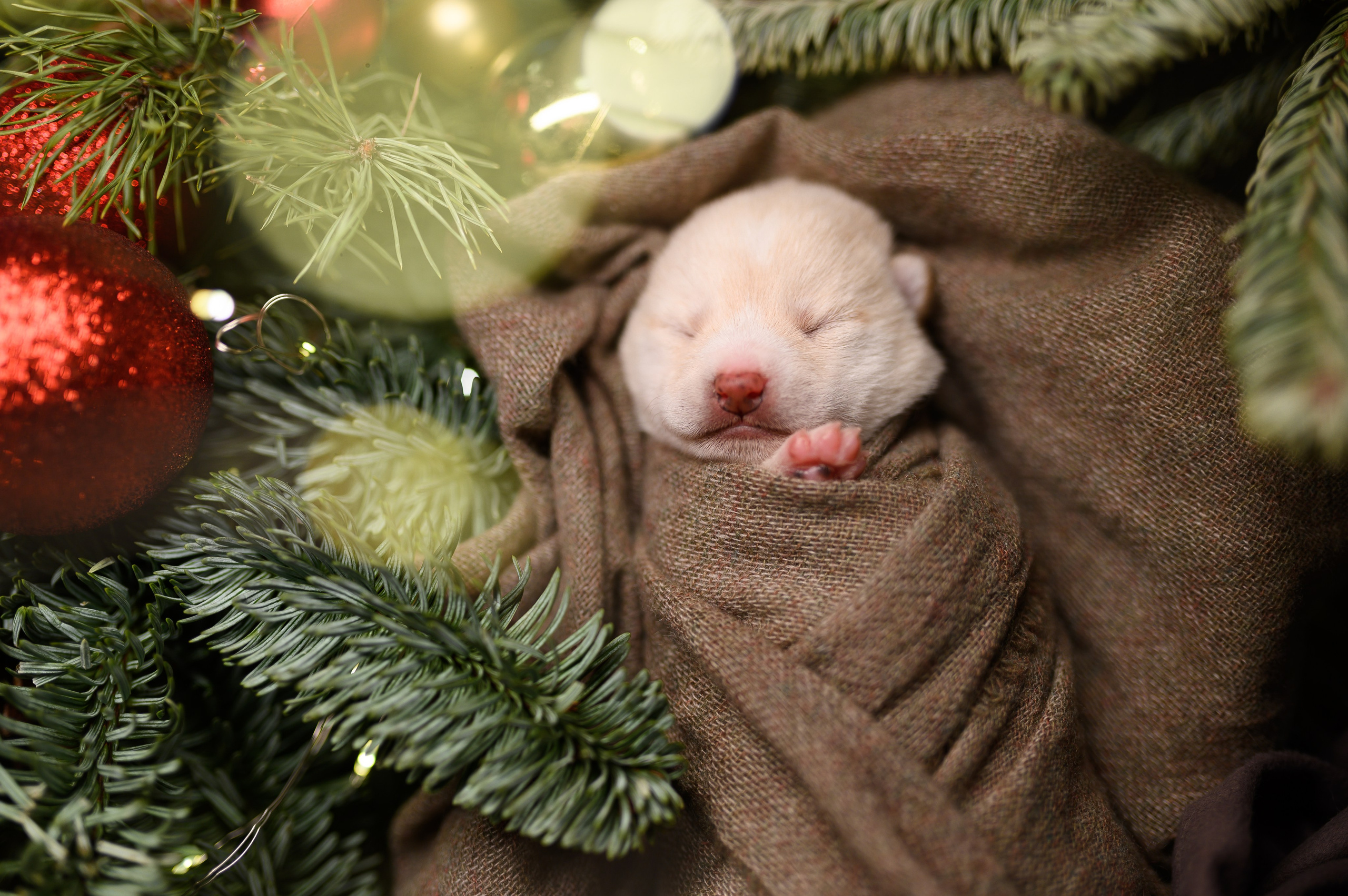 Мамесиба. Фотограф анималист в Москве Ольга Агушева