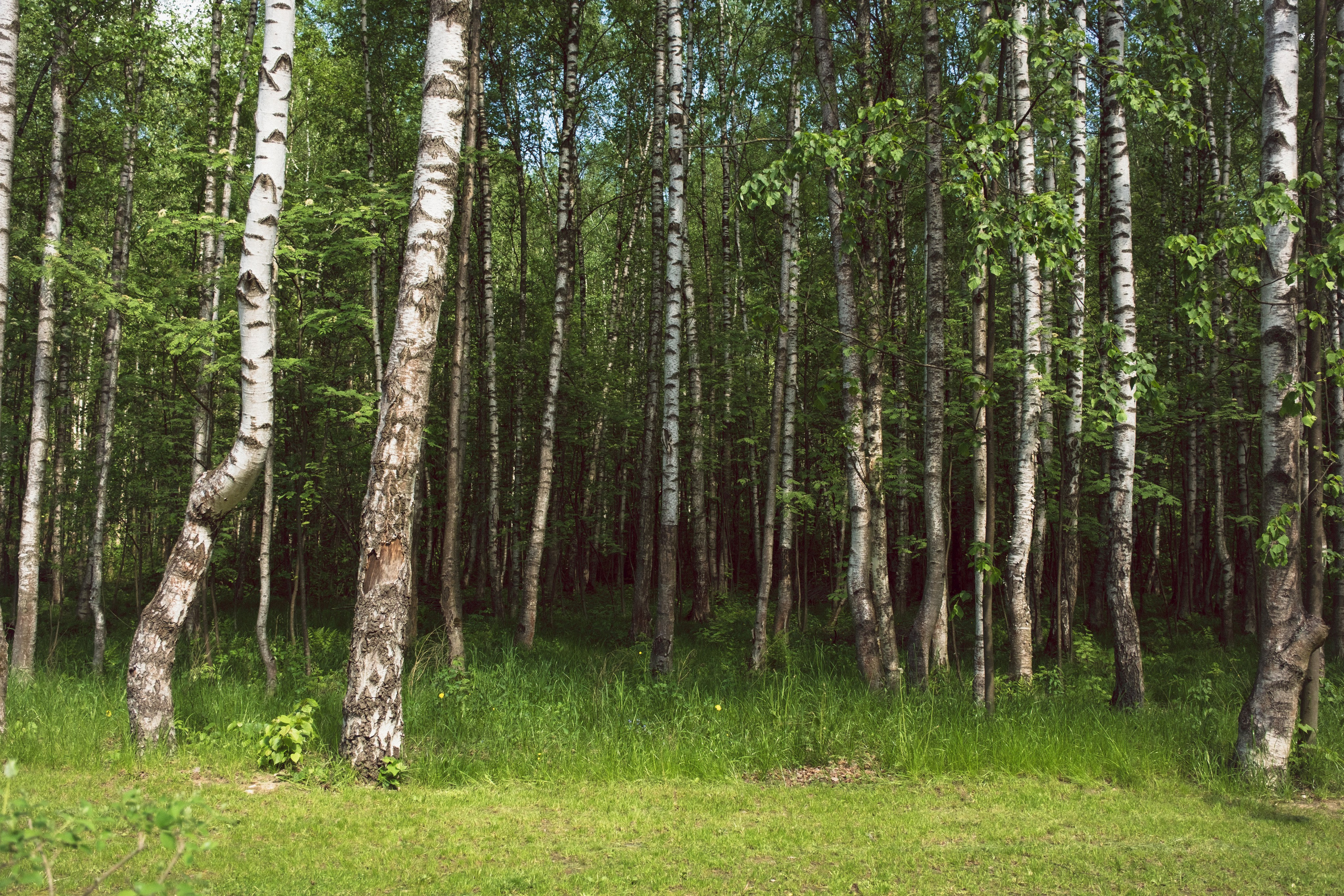 Мезенские сны. OBOLONKOVA MODEL PHOTO — Фотошкола I Модельная школа I Электросталь