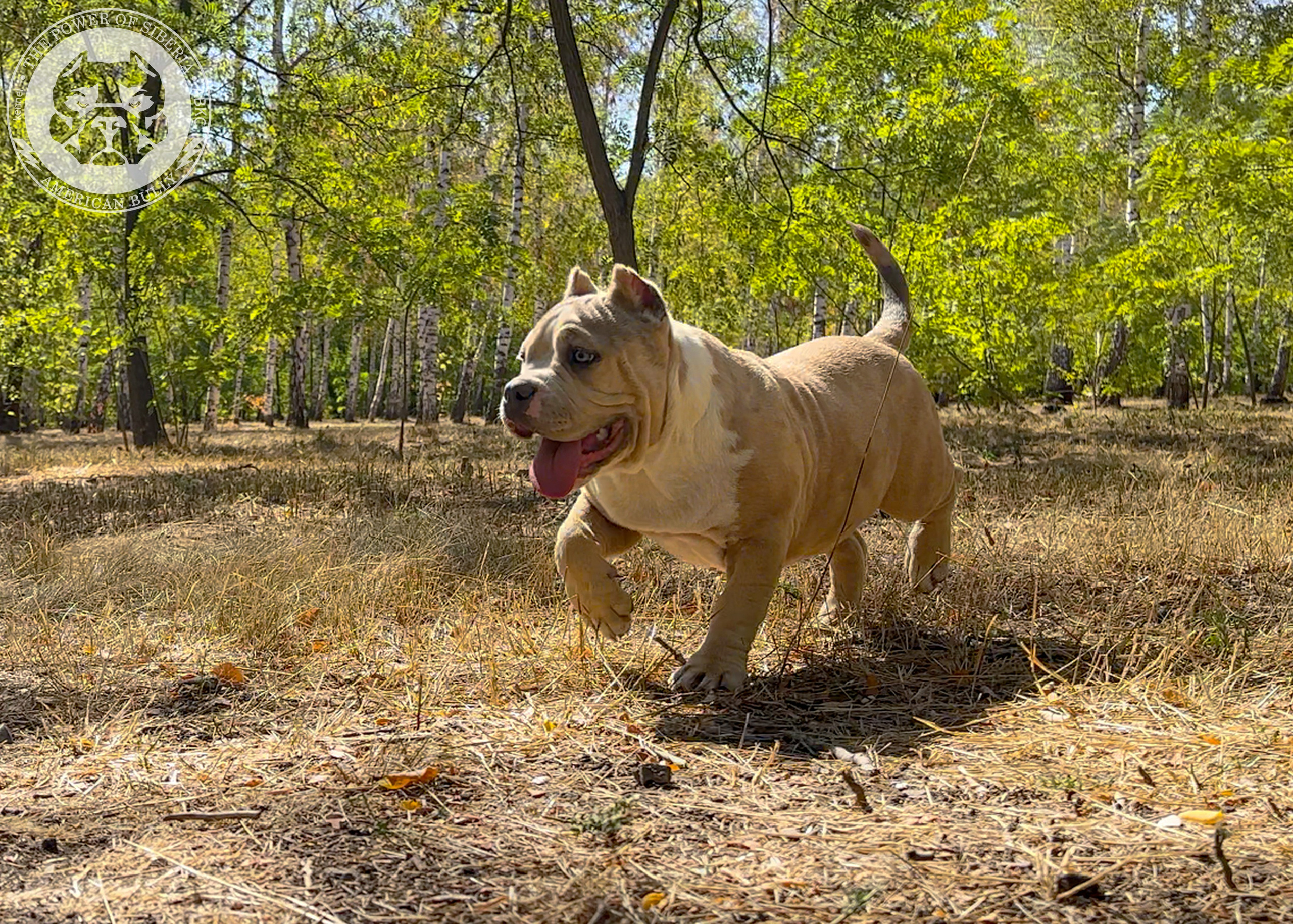 Помет Каспер и Тагира. 21.04.25. Американский Булли в г. Ростов-на-Дону. Питомник THE POWER OF SIBERIA