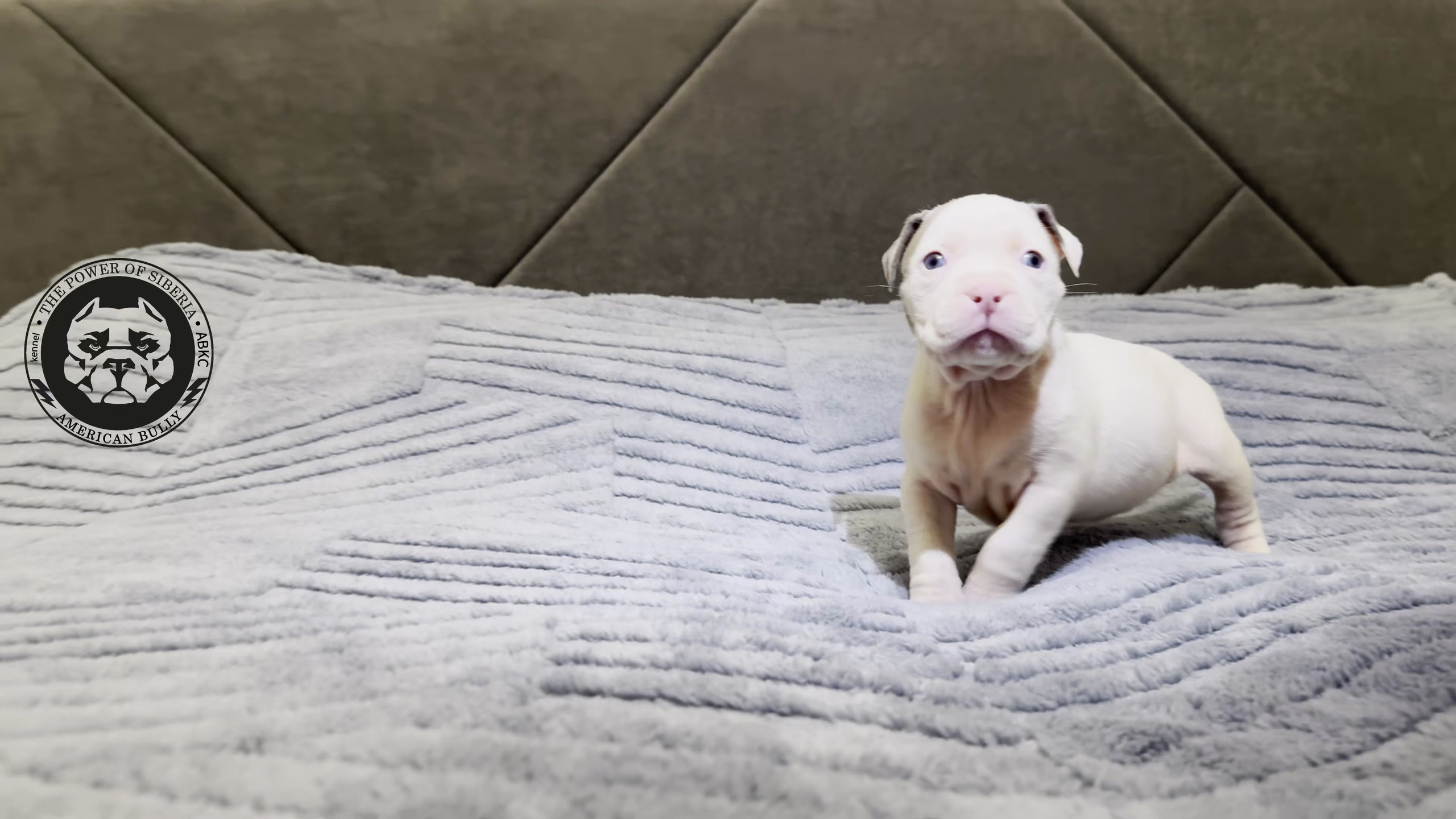 Свободные щенки Американский Булли стандарт и Свободные щенки Американский Булли классик. Американский Булли в г. Ростов-на-Дону. Питомник THE POWER OF SIBERIA