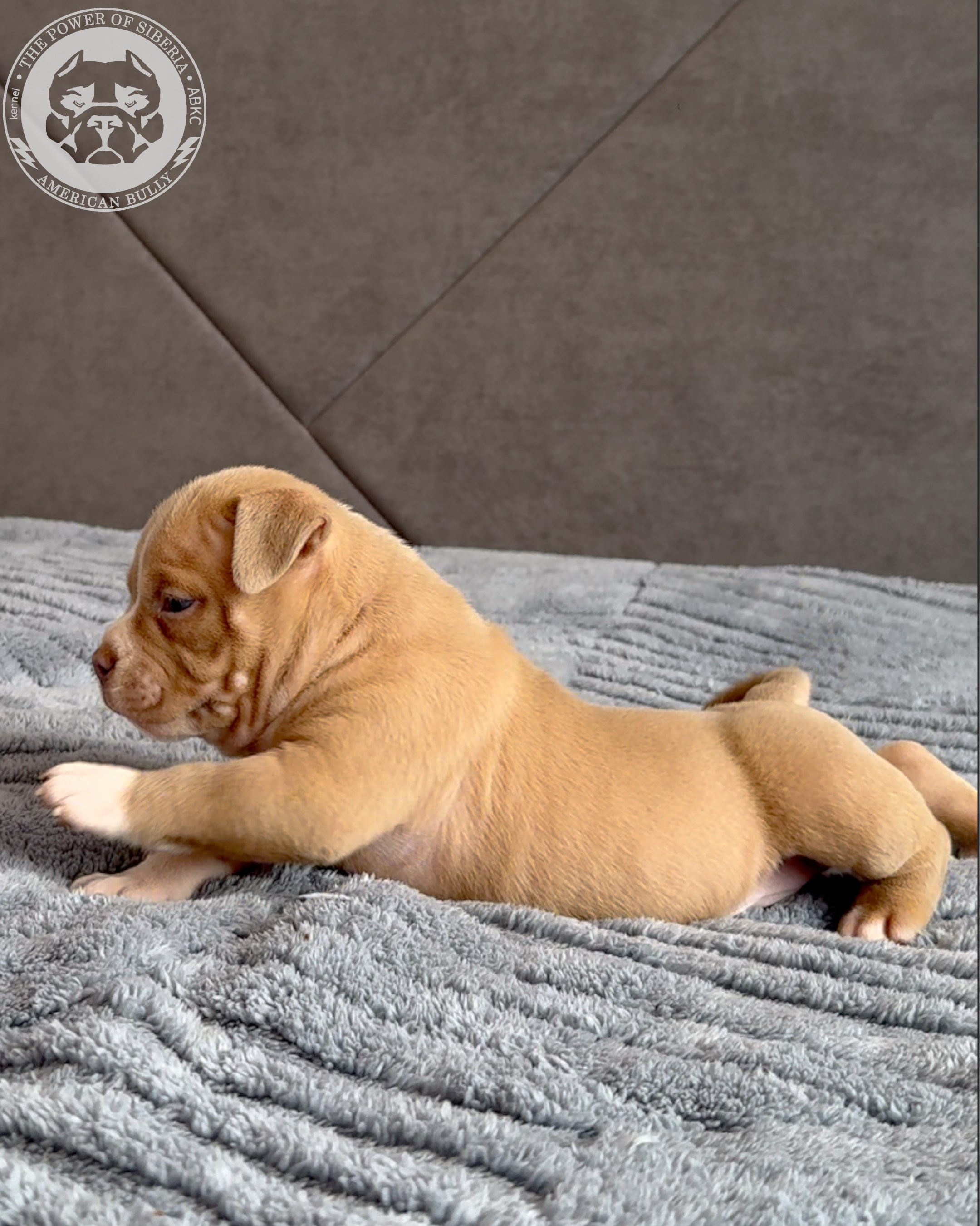Свободные щенки Американский Булли стандарт и Свободные щенки Американский Булли классик. Американский Булли в г. Ростов-на-Дону. Питомник THE POWER OF SIBERIA