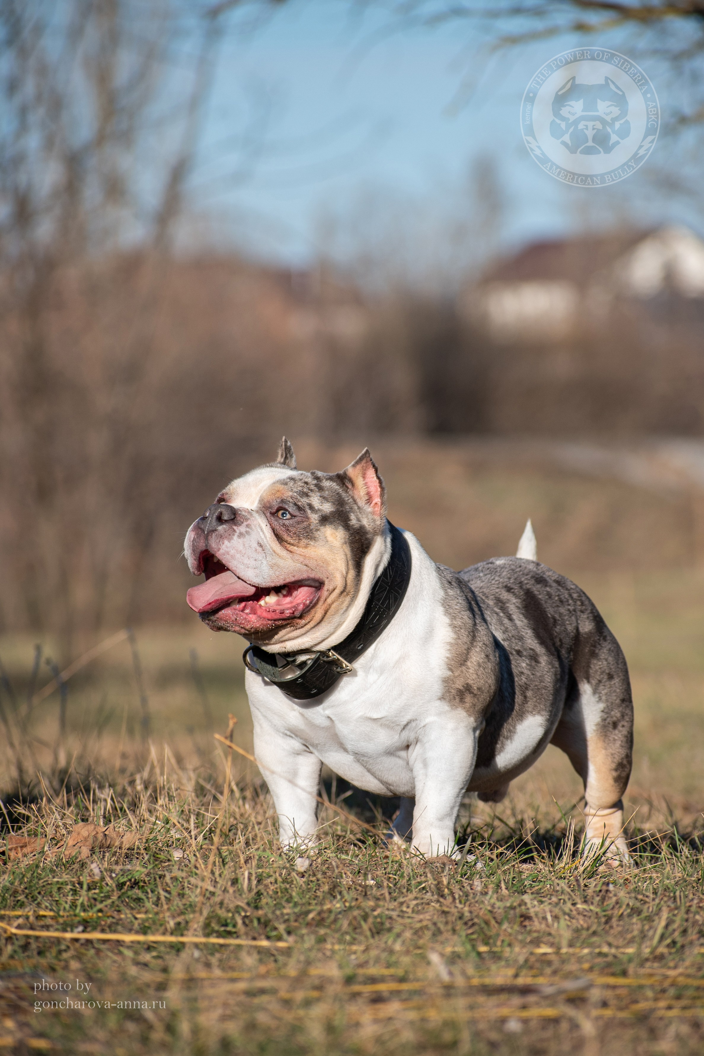 официальный сайт American Bully в Минске