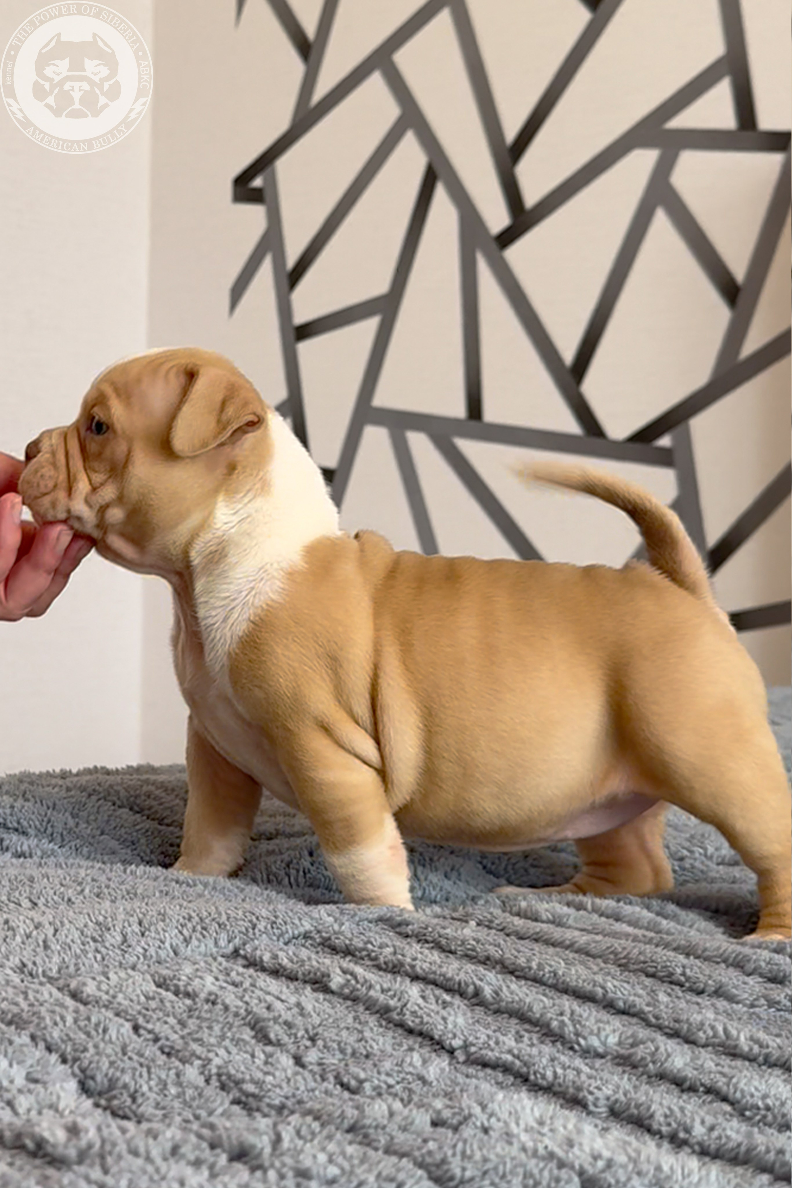 Свободные щенки Американский Булли, в типах покет, классик, стандарт. Американский Булли в г. Ростов-на-Дону. Питомник THE POWER OF SIBERIA