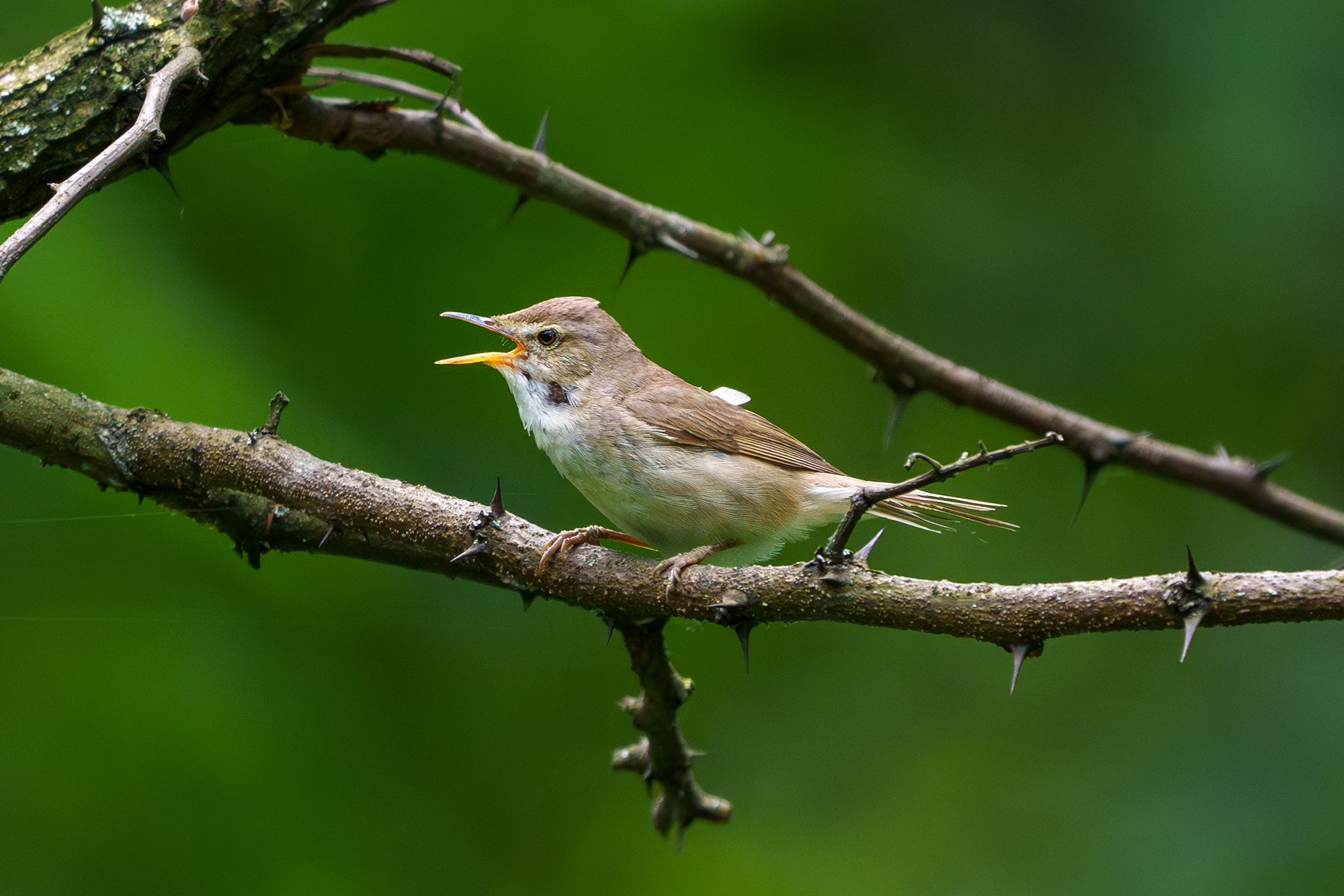Удивительные мир птиц. Вокруг нас столько прекрасного — присмотритесь!. Ваш личный фотограф Марина Волкова
