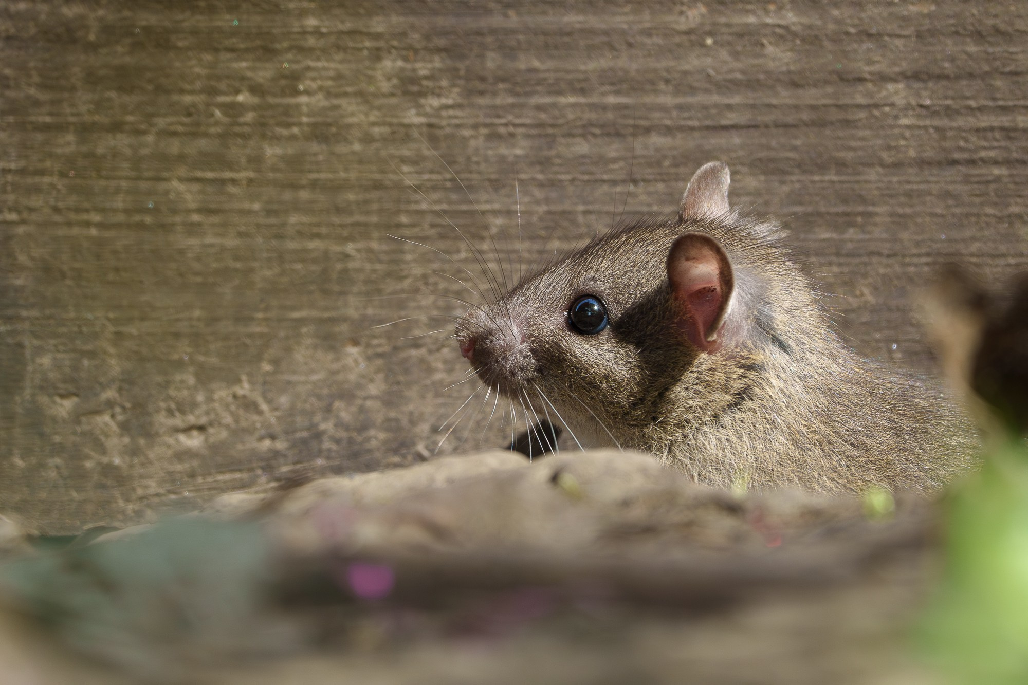 Животные. Ваш личный фотограф Марина Волкова
