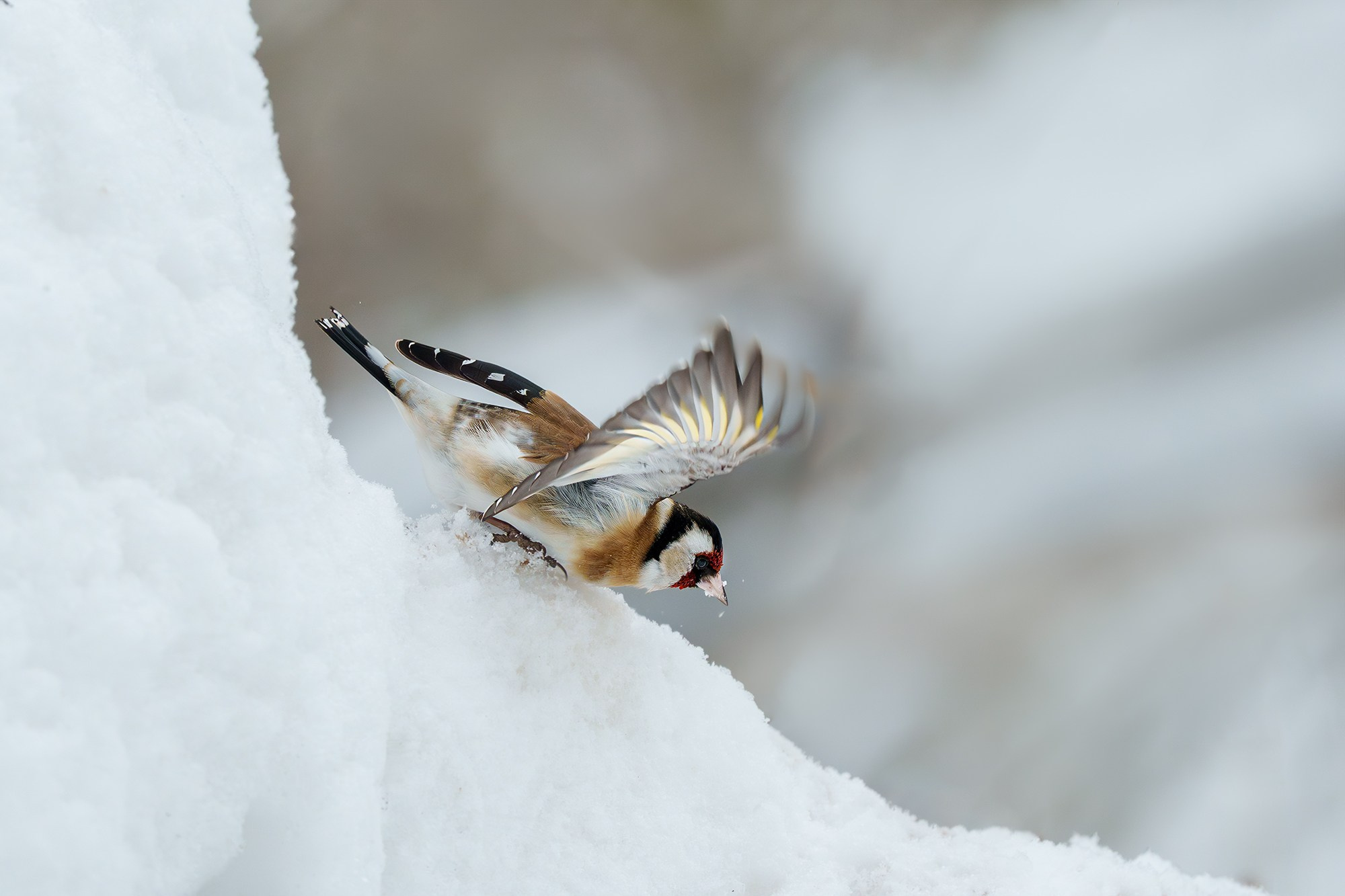 Удивительные мир птиц. Вокруг нас столько прекрасного — присмотритесь!. Ваш личный фотограф Марина Волкова