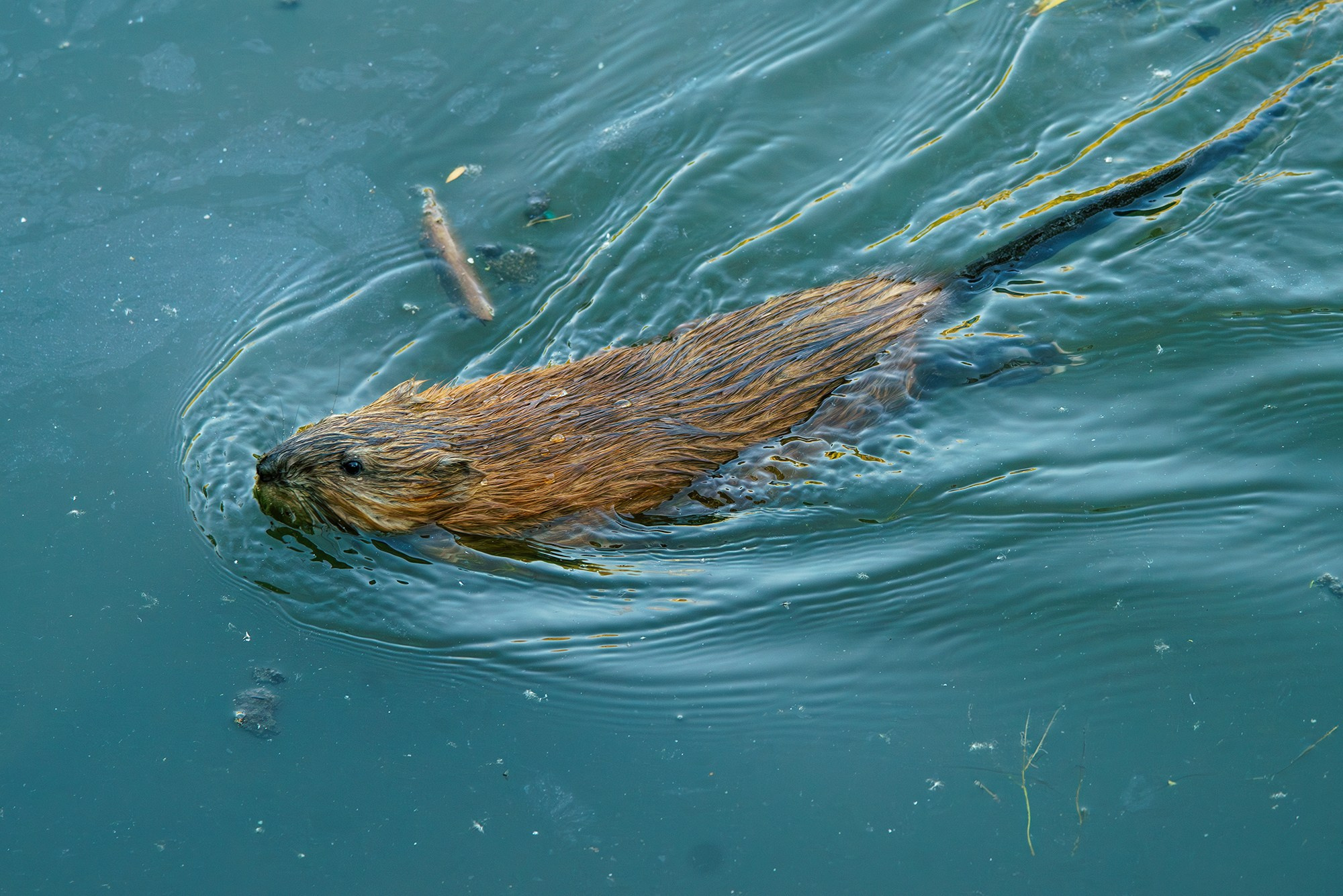 Животные. Ваш личный фотограф Марина Волкова