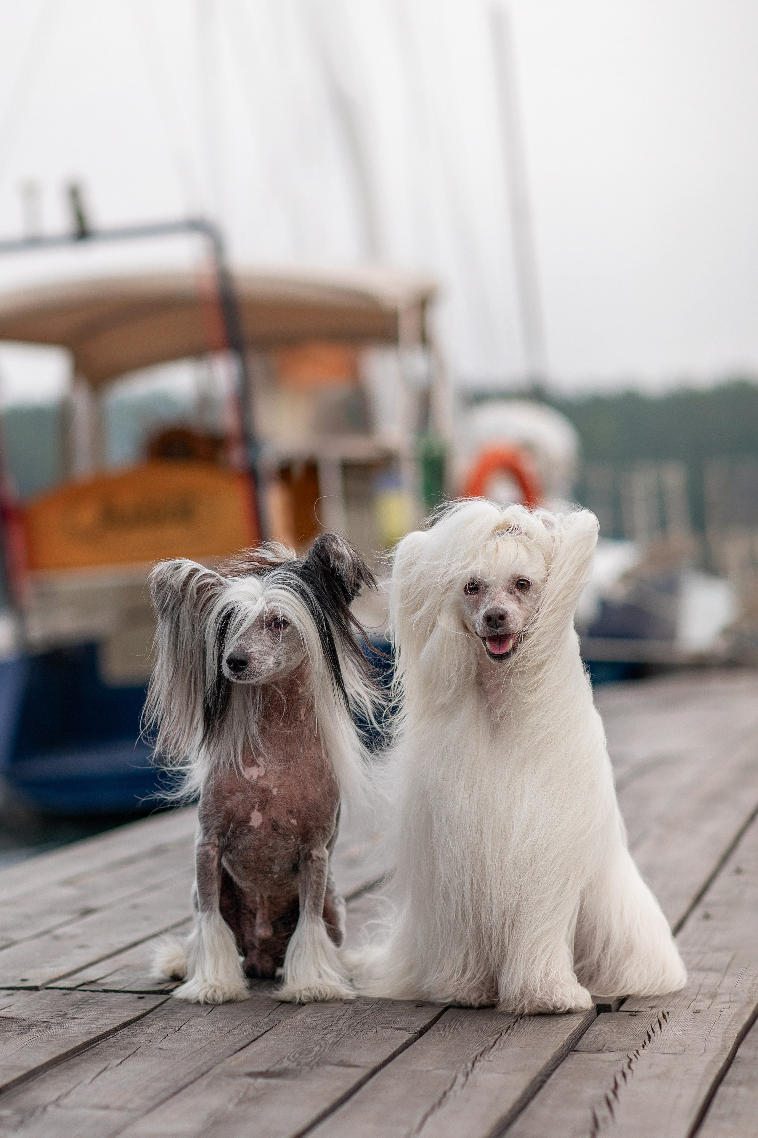 Фотопрогулка. Фотограф для Вашей собаки