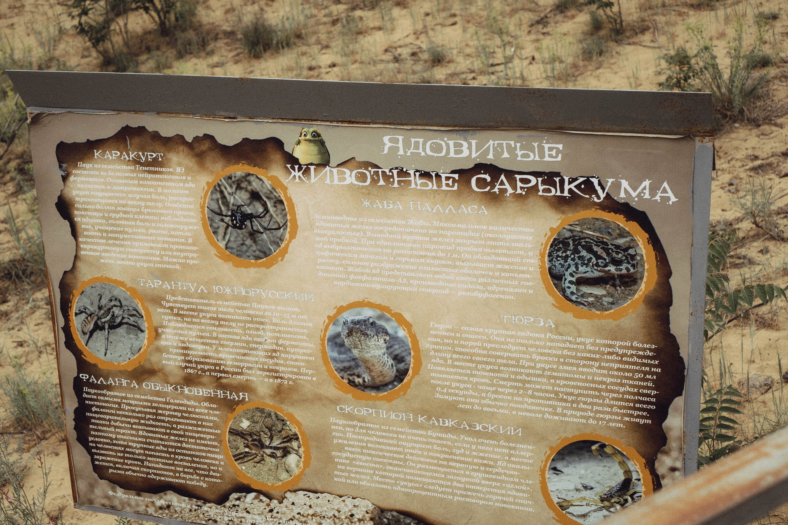 Кавказ. Профессиональный фотограф, Санкт-Петербург — Виктория Богомолова