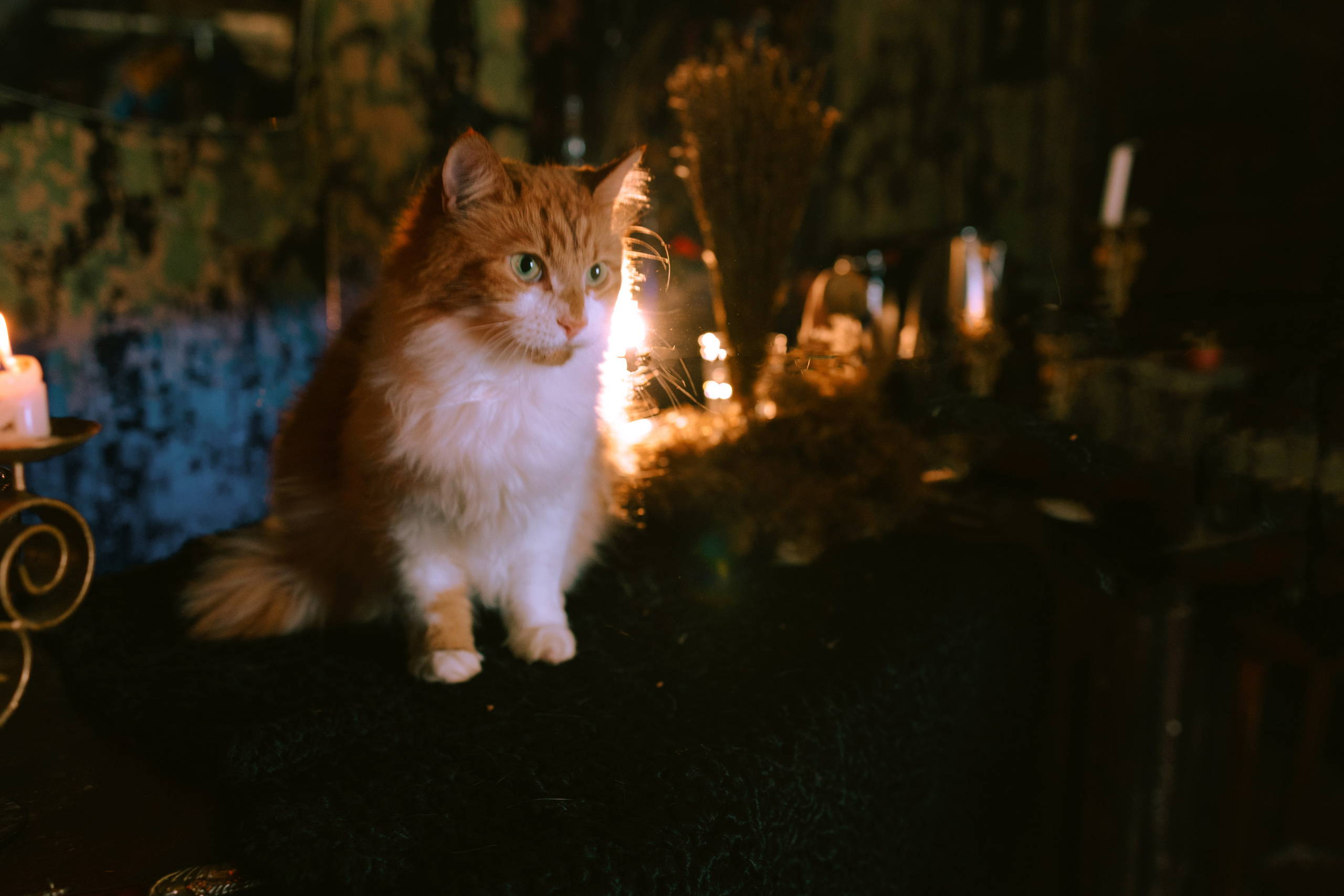 Съёмка домашних животных