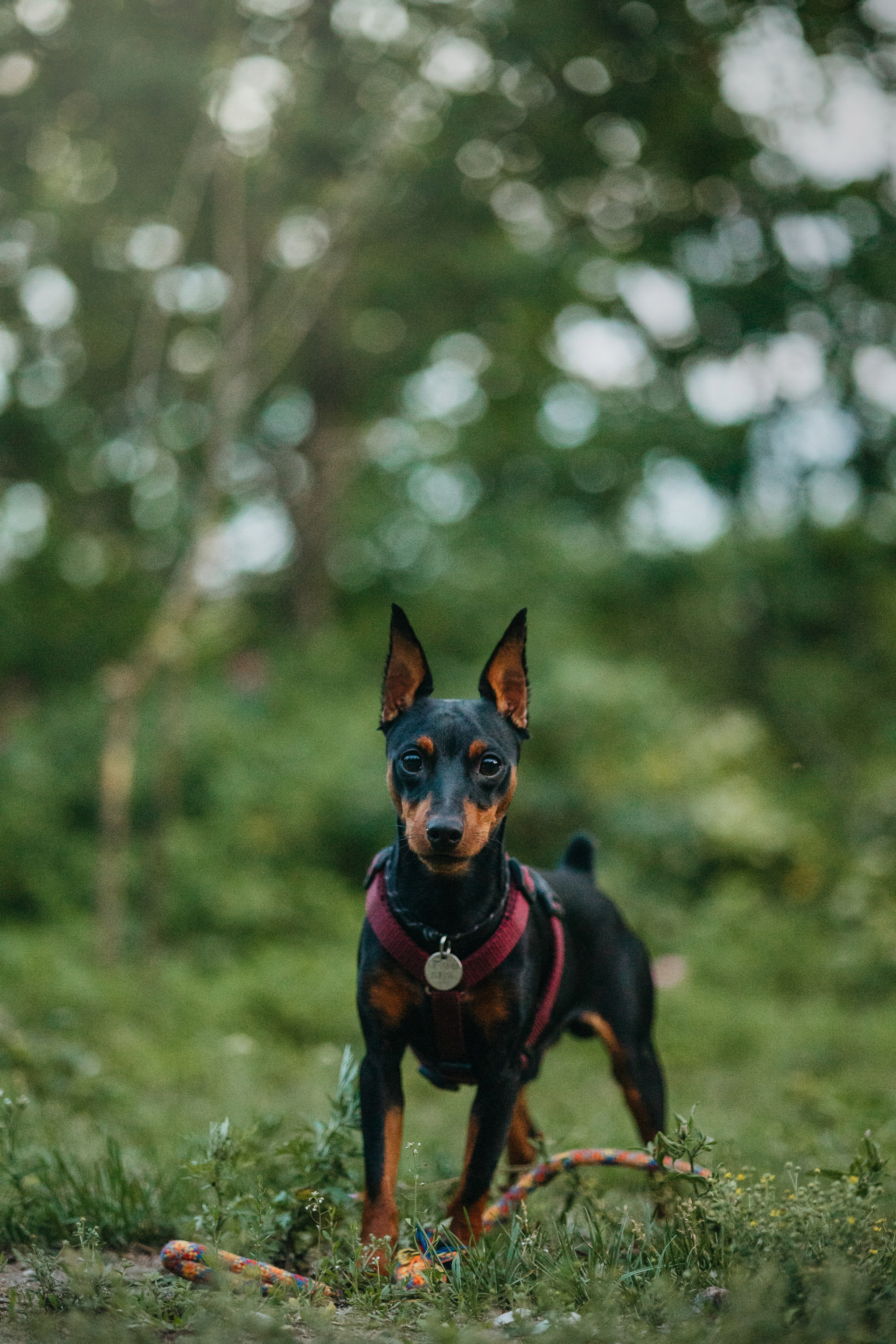 Сириус и его семья. Фотограф — Анималист | Санкт-Петербург