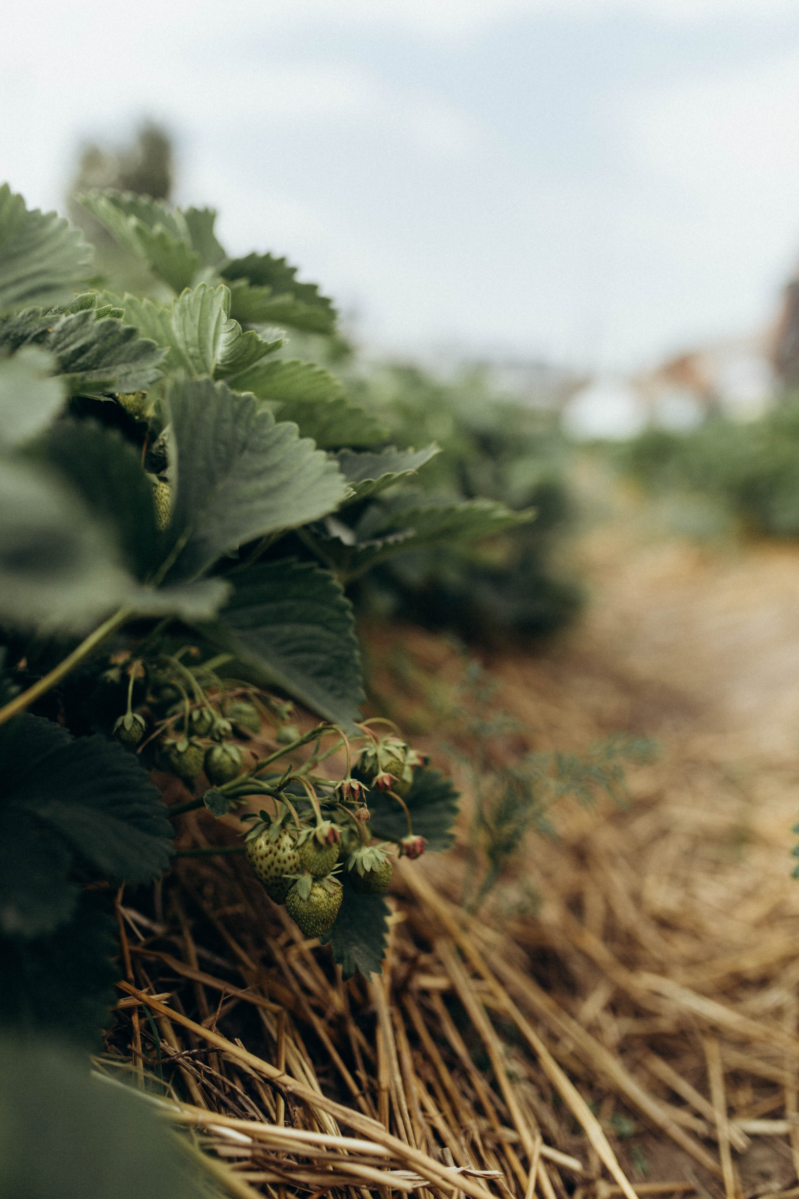 У бабушки в деревне. Фотограф новорожденных Серпухов, Протвино, Москва I Марина Бурмистрова