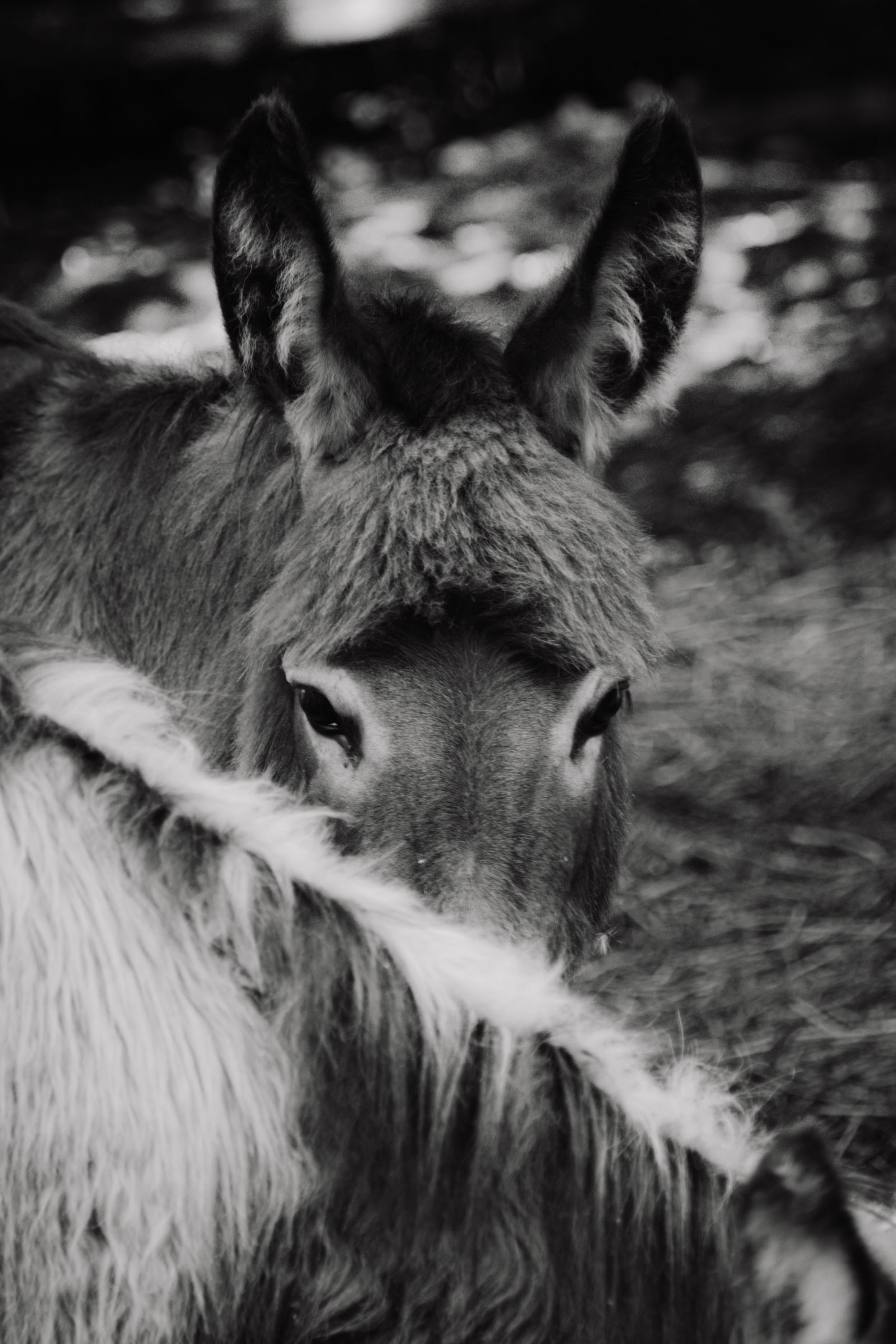 Зоопарк. Dmitriy [KCCC] is a pretty cool photographer