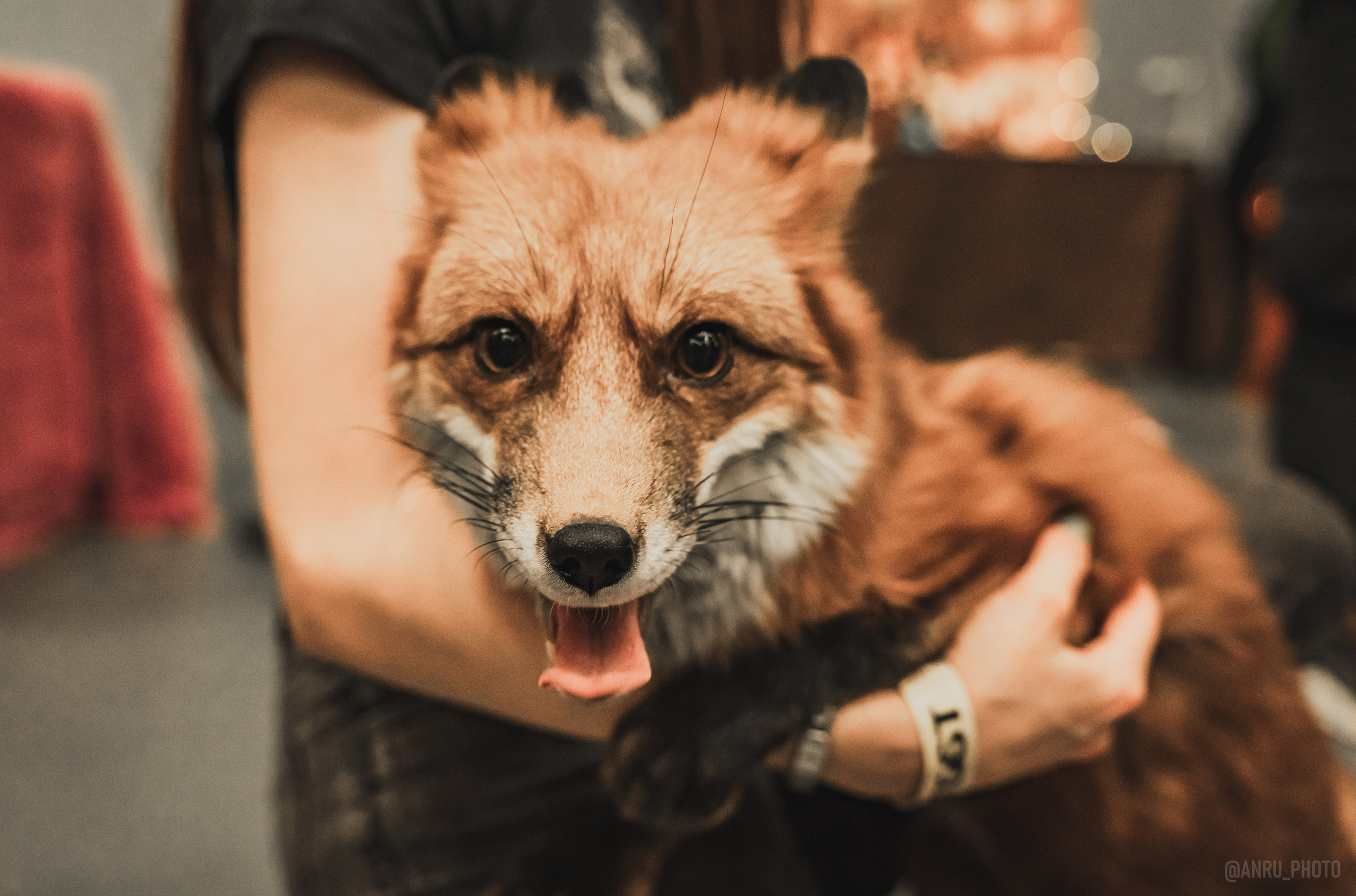 Fox Family fest. Репортажный фотограф Анастасия Рубцова