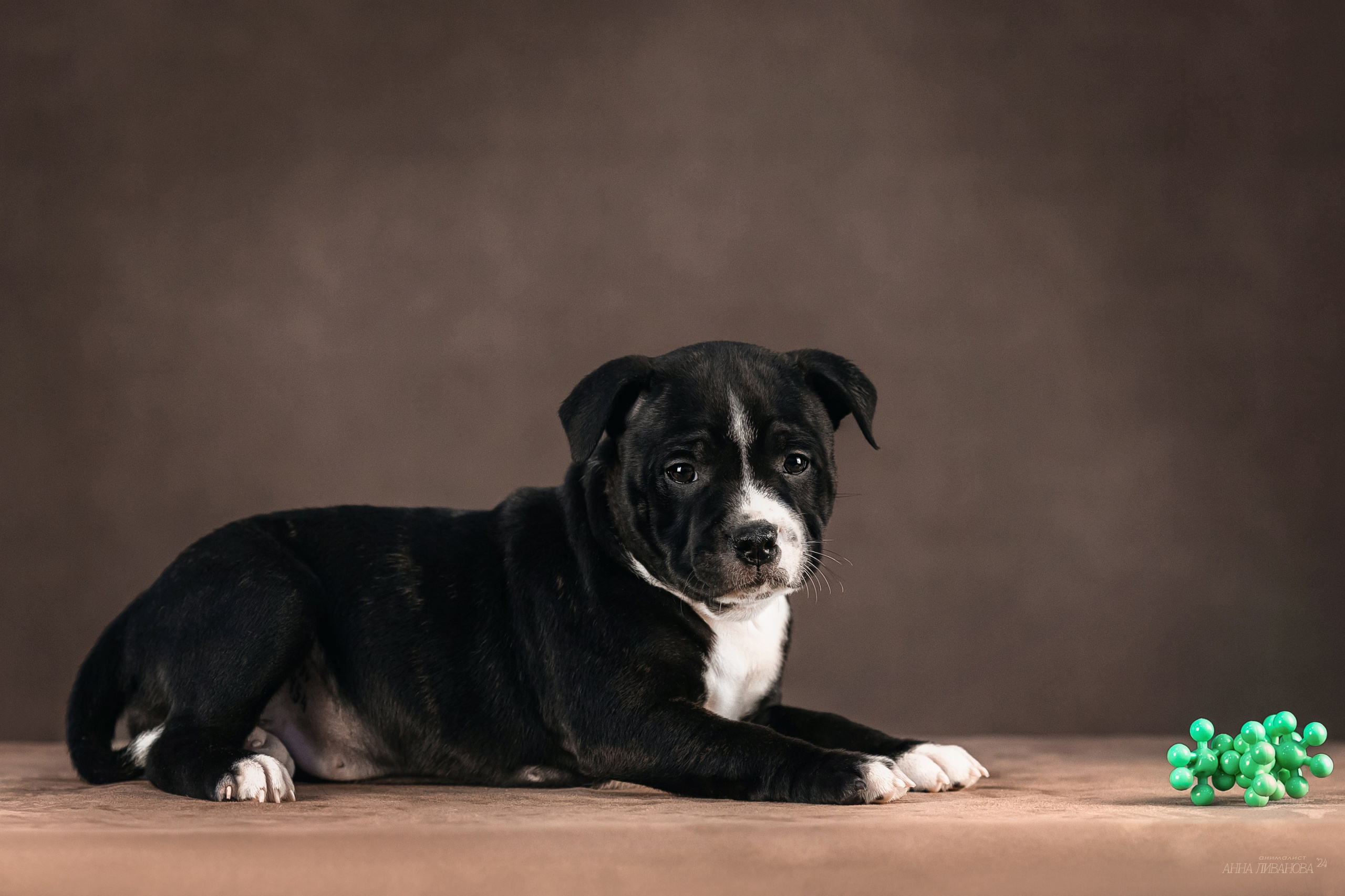 Стаффи. Фотограф анималист Аня Ливанова | Рыбинск