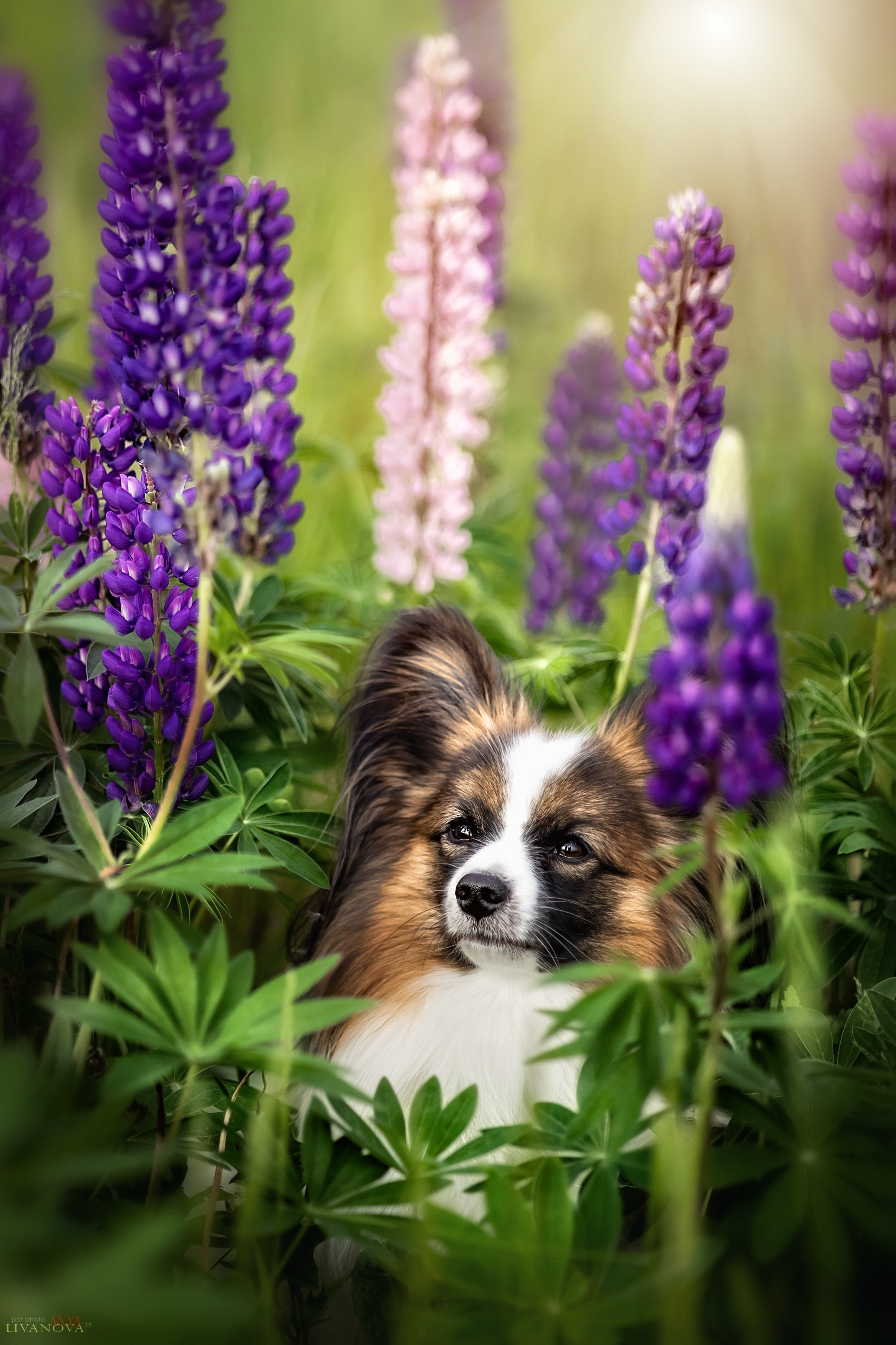 Хьюстон. Фотограф анималист Аня Ливанова | Рыбинск