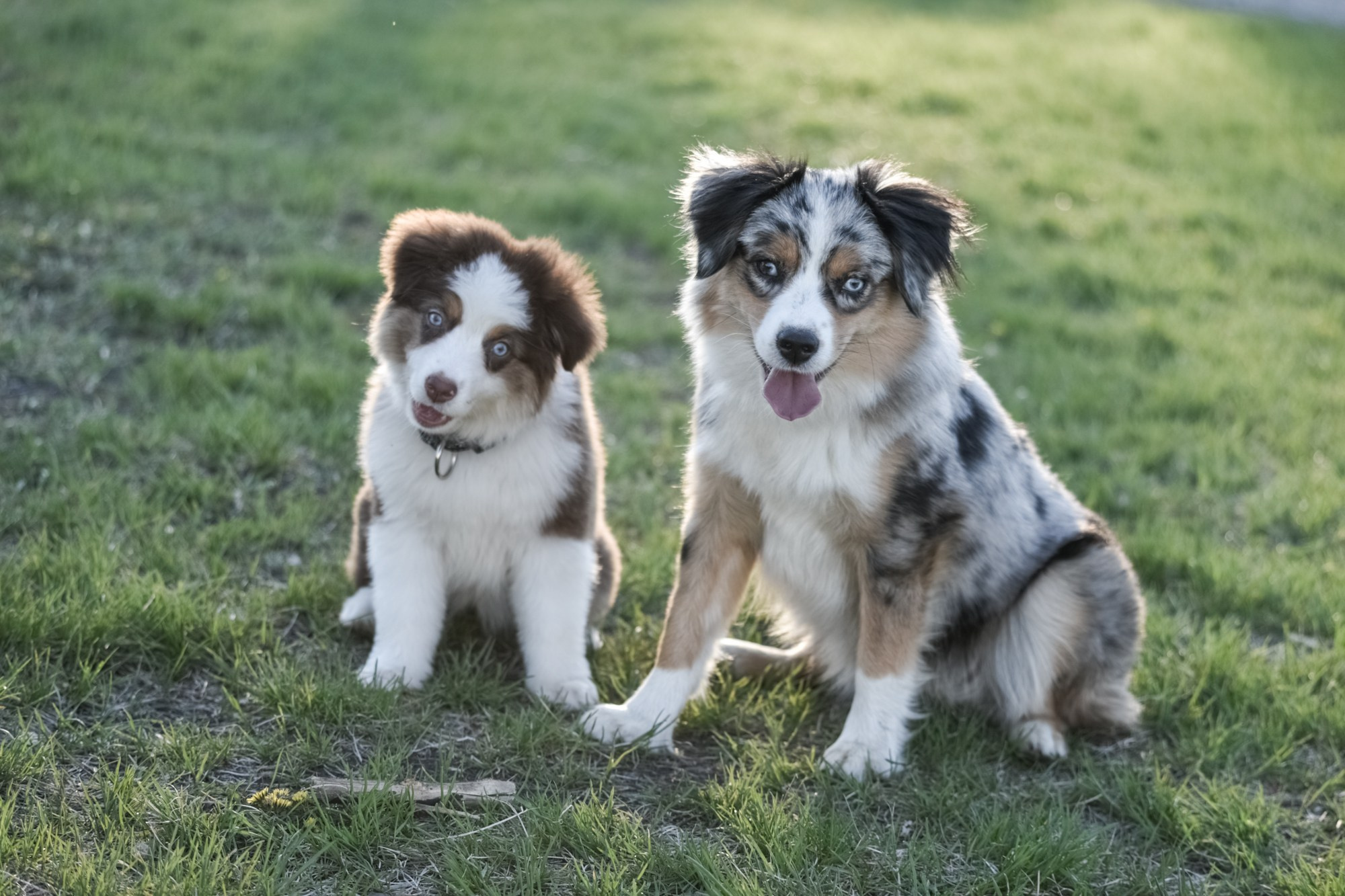 Фото собак породы миниатюрная американская овчарка.Две собаки сидят на траве
