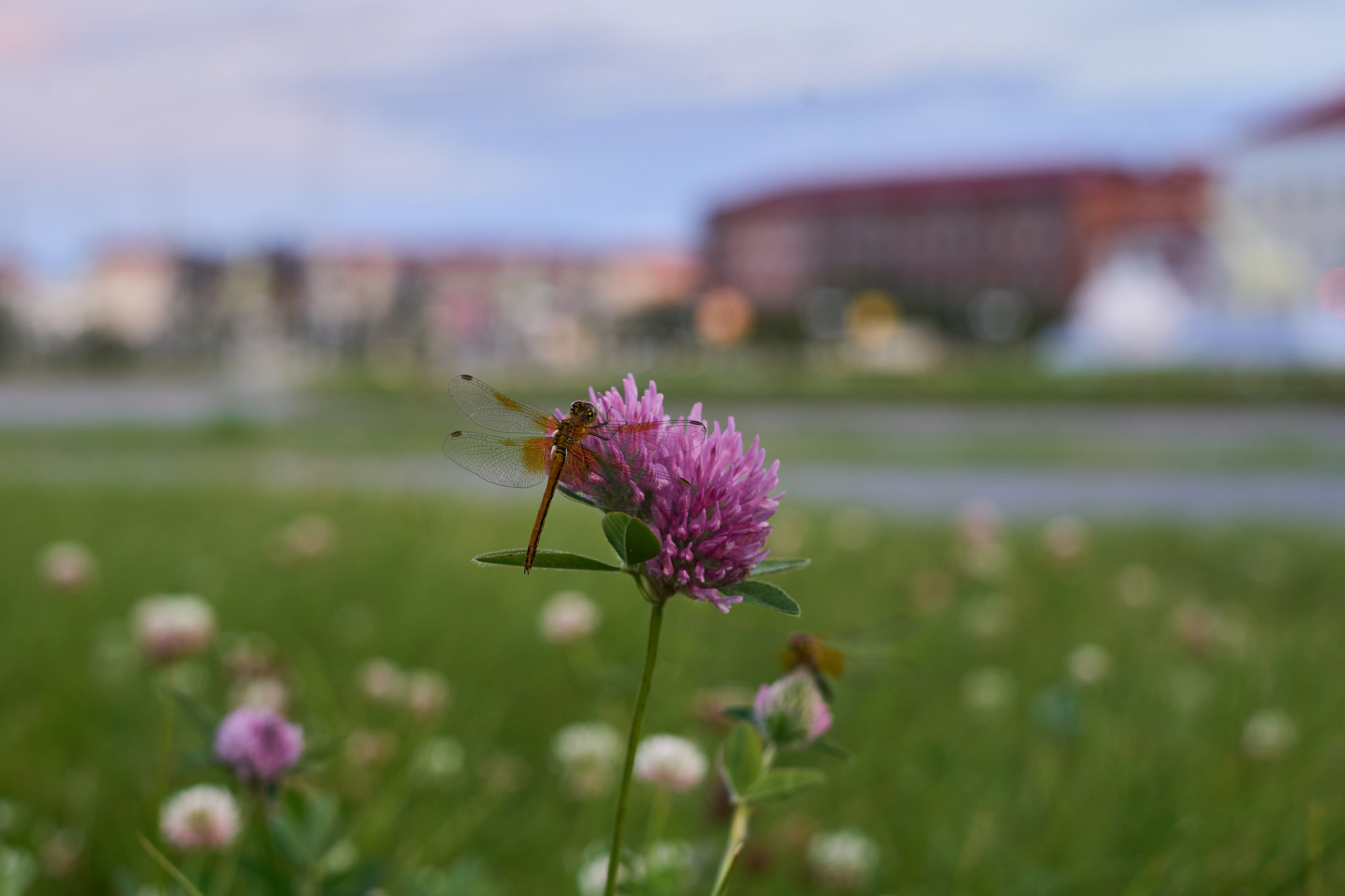 Город летом. Фотограф Екатерина Зорина