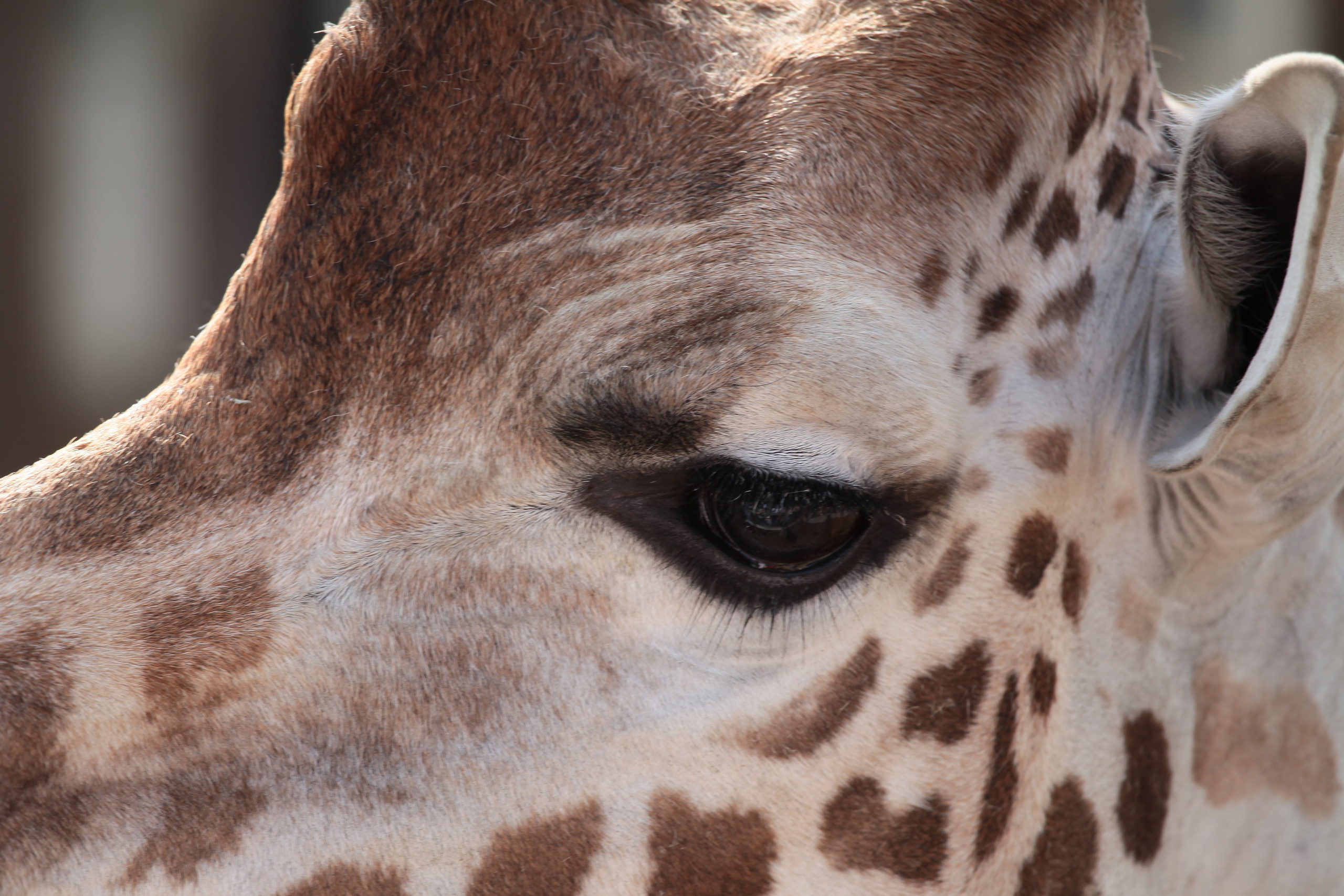 Фотографии диких и домашних животных. Фотограф в Москве и Подмосковье, Николай Сорокин