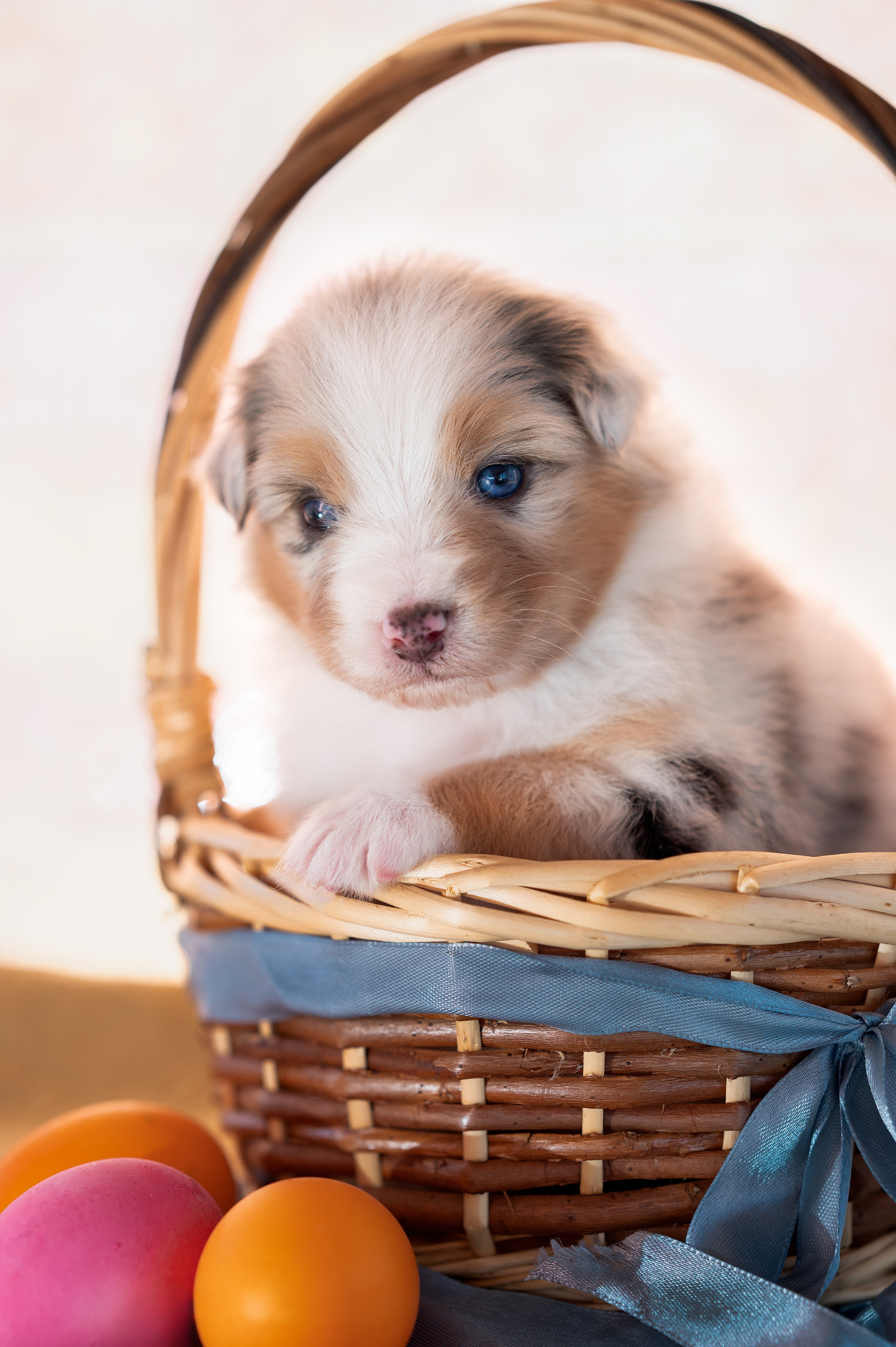 Заводчик Влада Эльман. Творческий фотограф Вологда