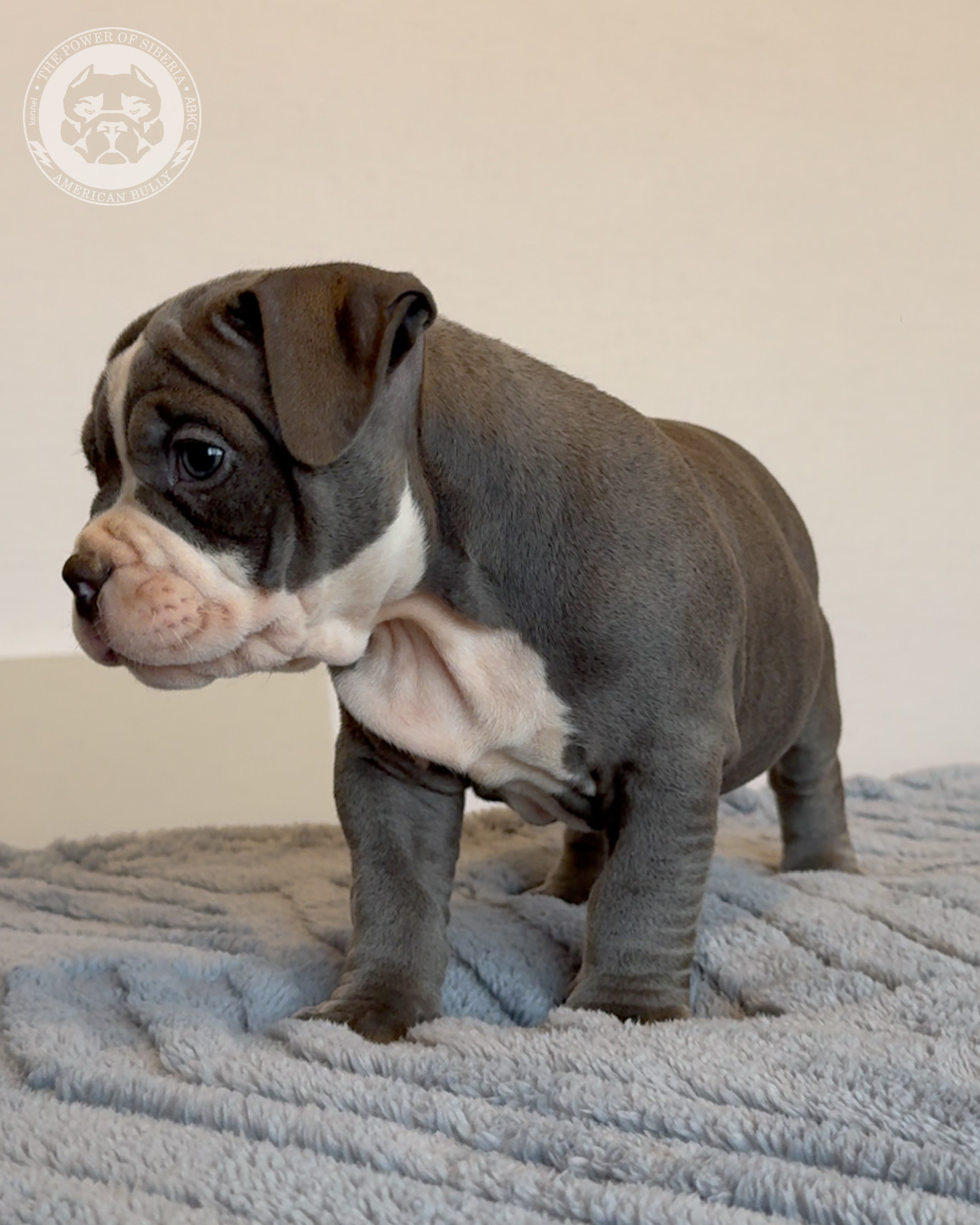 Свободные щенки Американский Булли, в типах покет, классик, стандарт. Американский Булли в г. Ростов-на-Дону. Питомник THE POWER OF SIBERIA