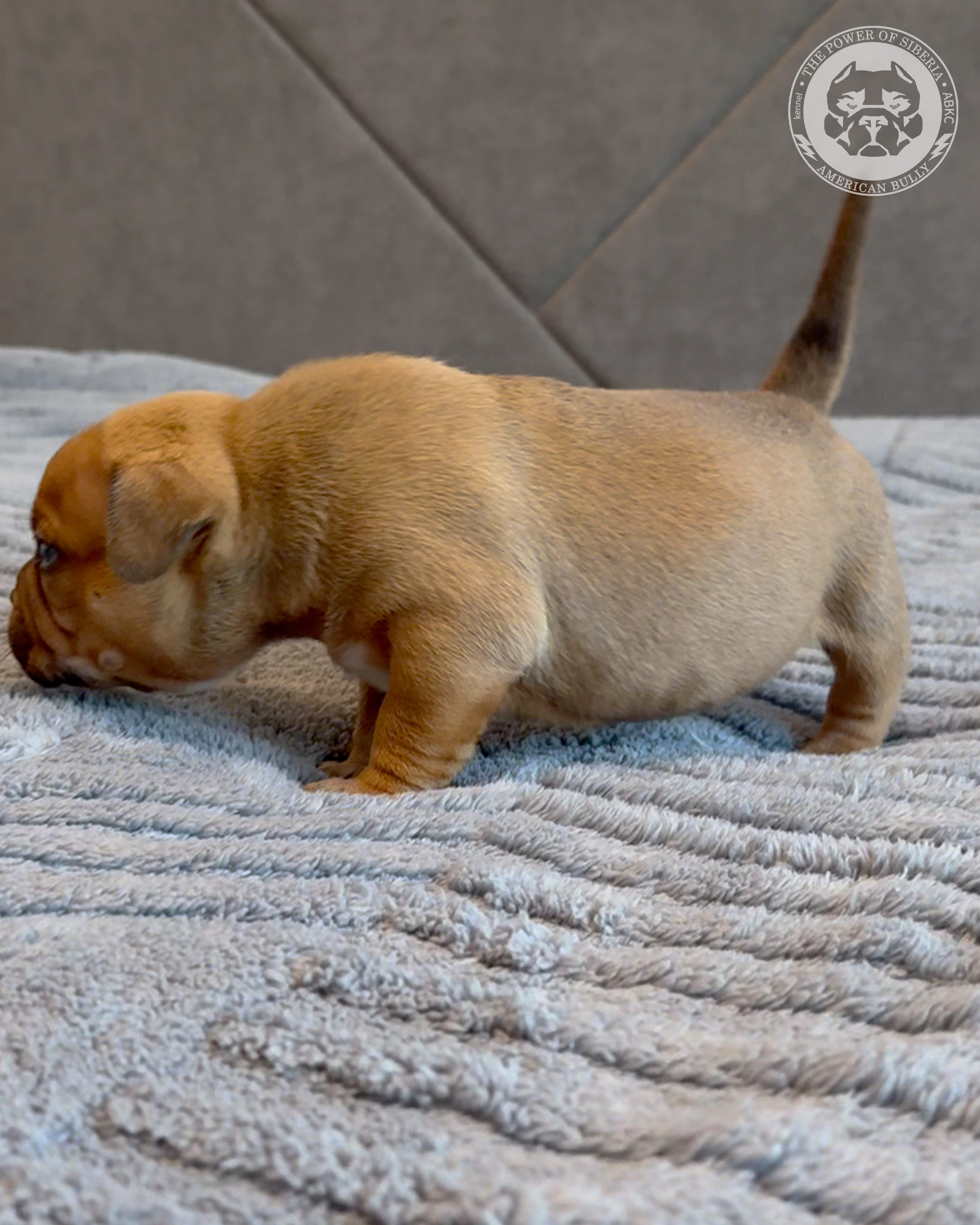 Свободные щенки Американский Булли, в типах покет, классик, стандарт. Американский Булли в г. Ростов-на-Дону. Питомник THE POWER OF SIBERIA