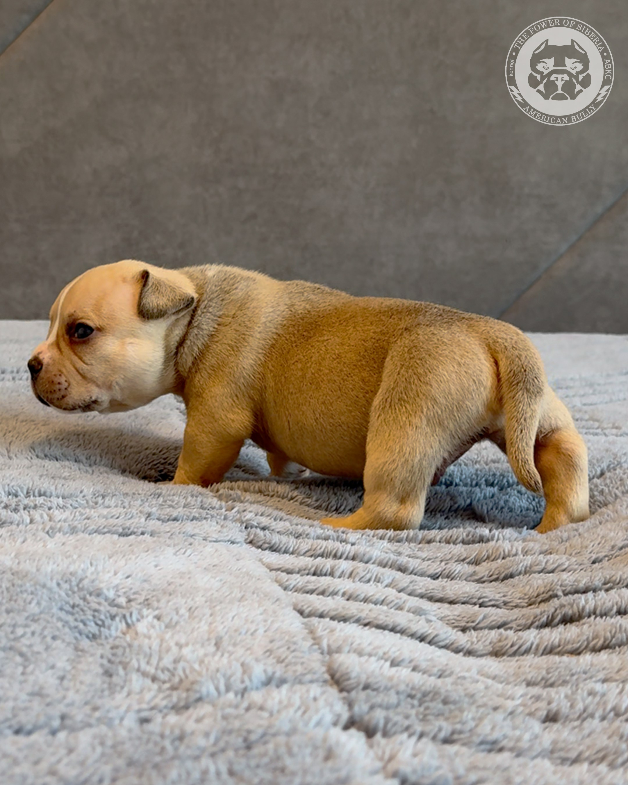 Свободные щенки Американский Булли, в типах покет, классик, стандарт. Американский Булли в г. Ростов-на-Дону. Питомник THE POWER OF SIBERIA