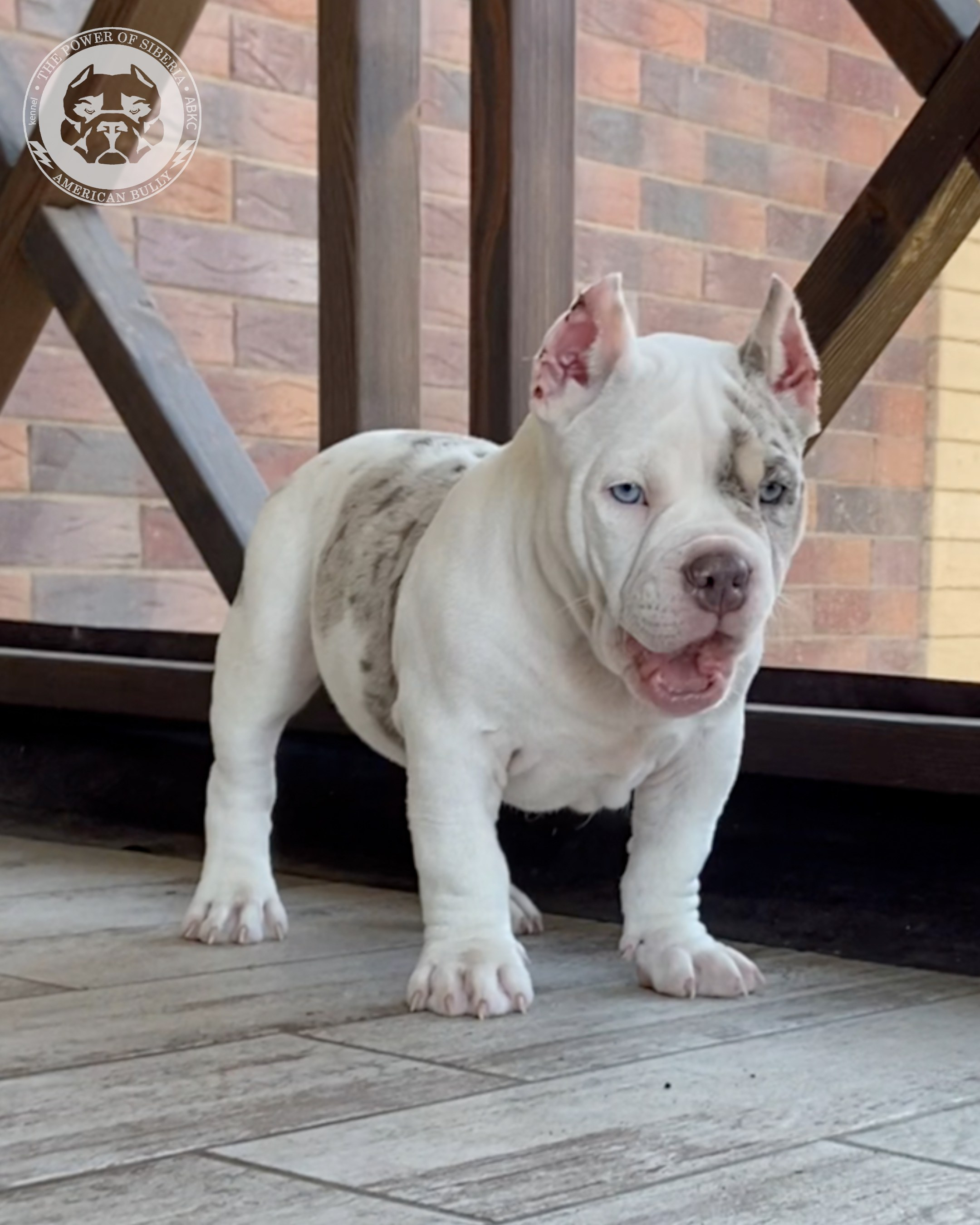 Свободные щенки Американский Булли, в типах покет, классик, стандарт. Американский Булли в г. Ростов-на-Дону. Питомник THE POWER OF SIBERIA