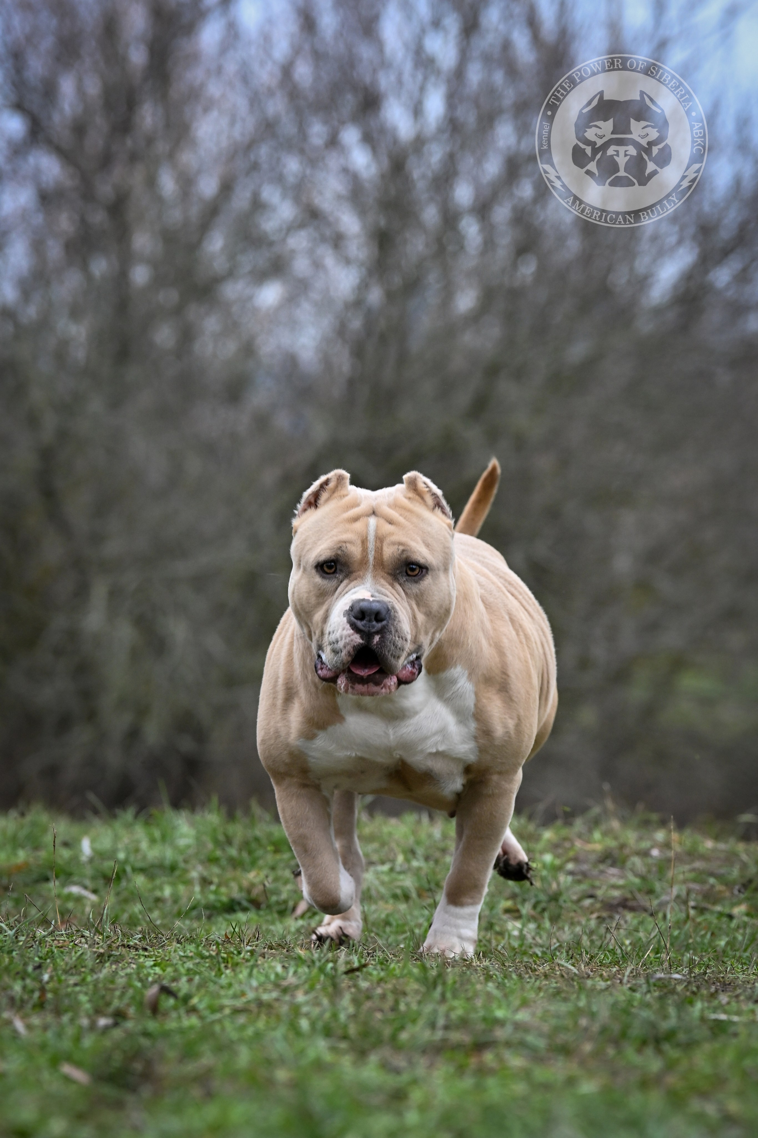 Страница Рокси. Американский Булли в г. Ростов-на-Дону. Питомник THE POWER OF SIBERIA